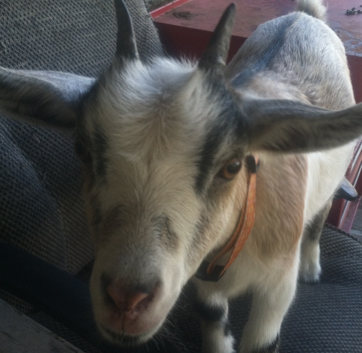 Louise is my other Nigerian dwarf goat.
