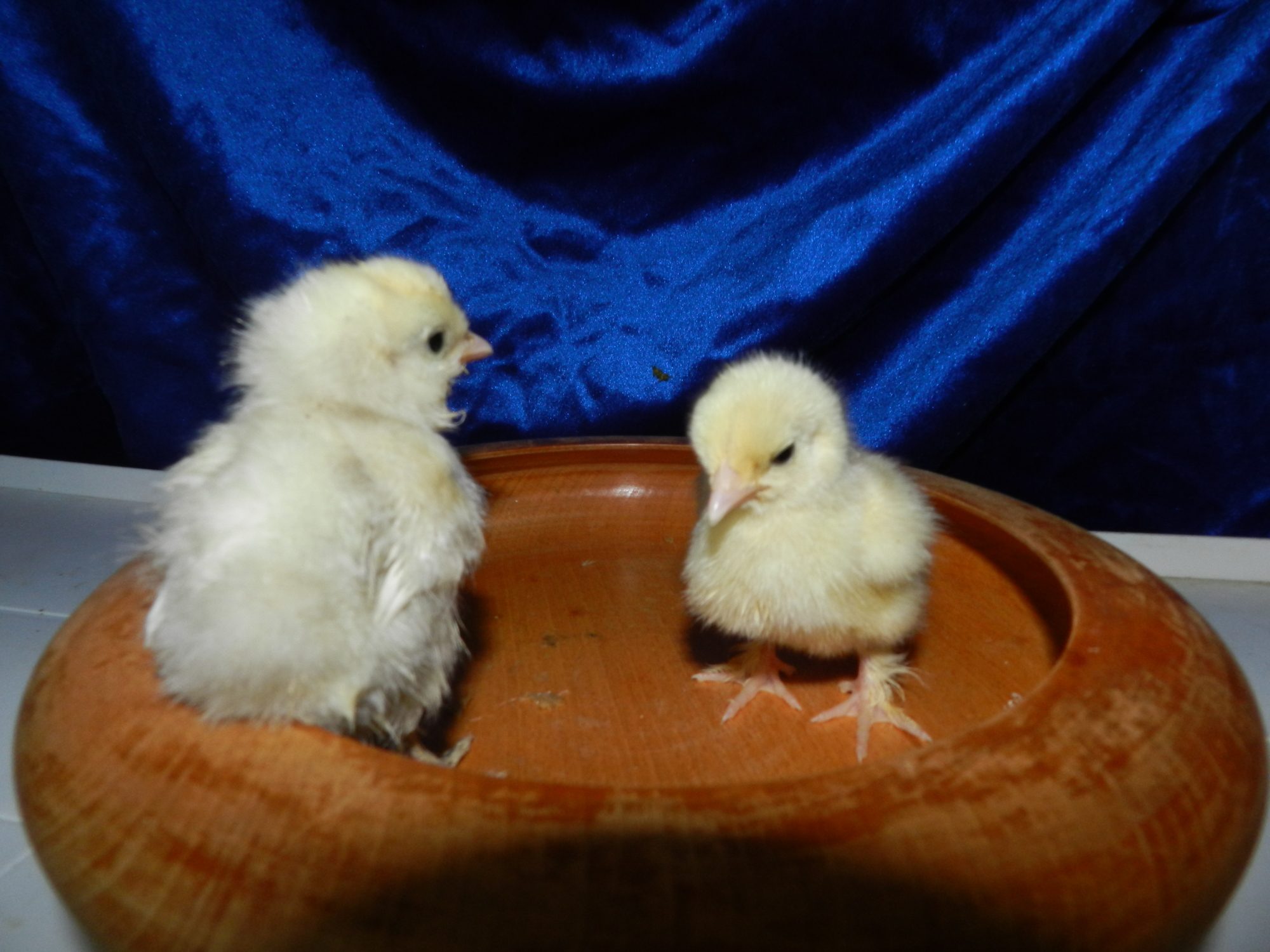 Louise left, Helio right