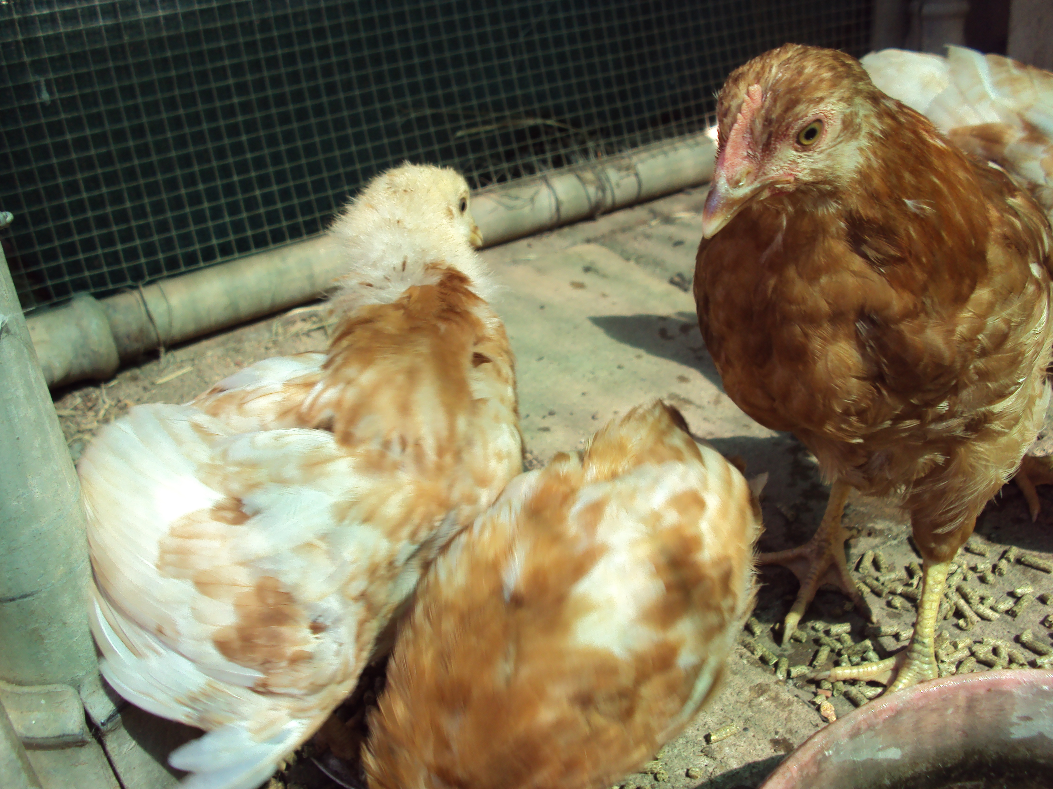 Louise, Maybelle, Petunia