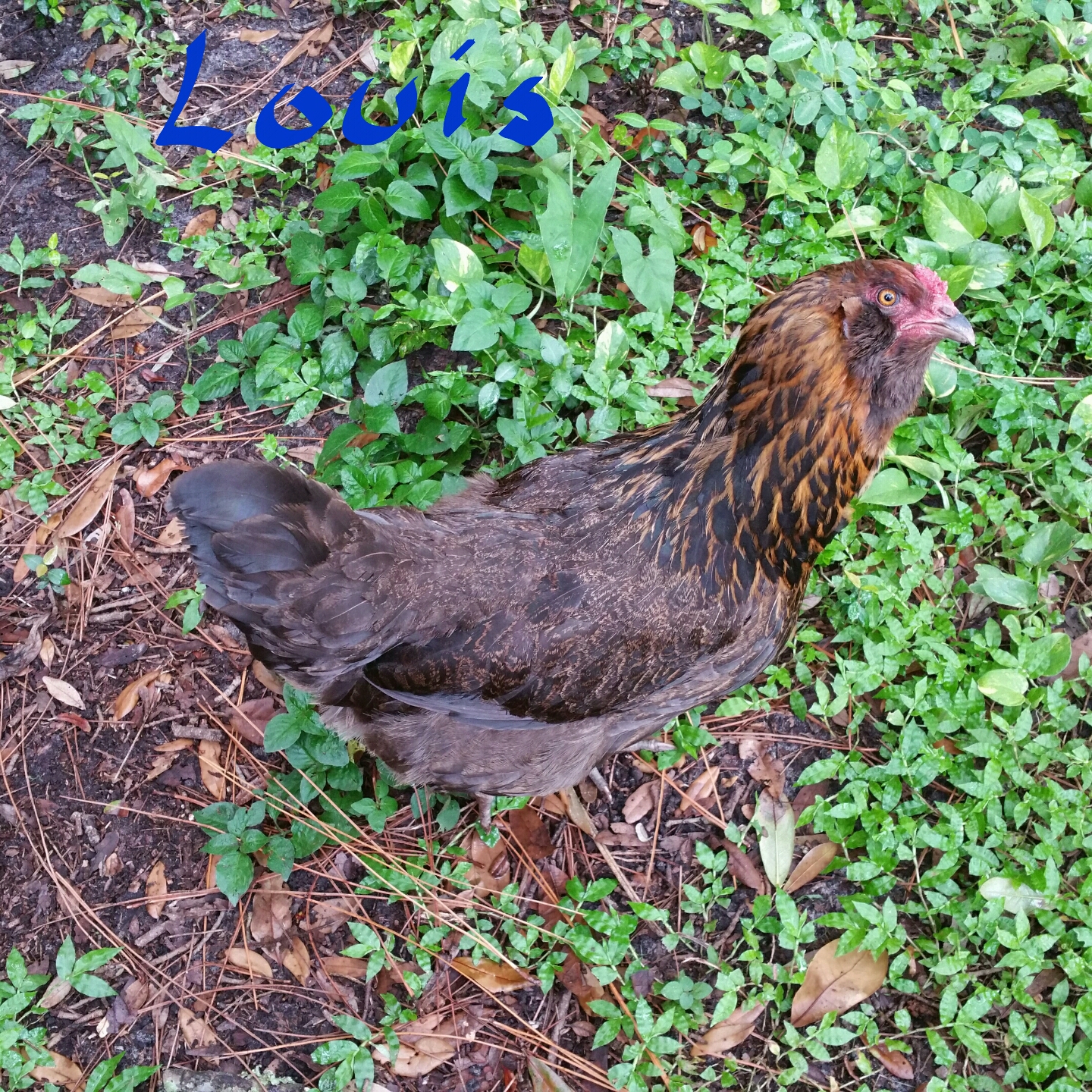 Louise, Thelma's 'sister'