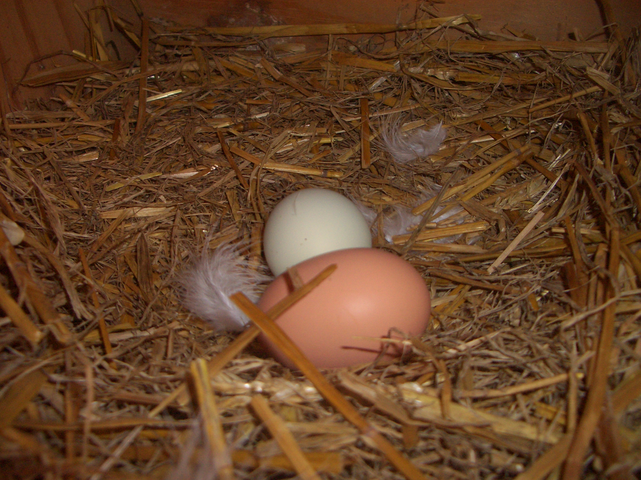 love all the different eggs.