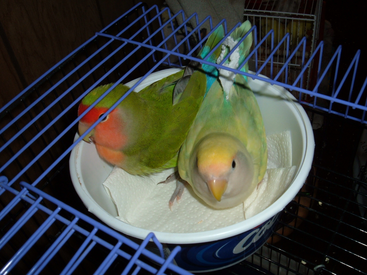 Love birds Sam on your left and Merry on your right