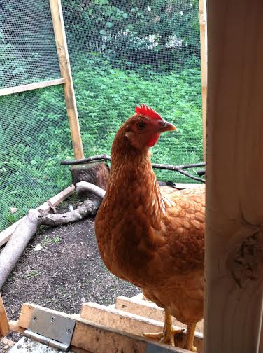 Love her comb backlit by the sunlight