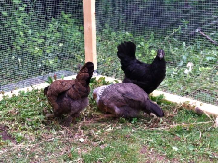 Love how dark Morgaine has gotten and I adore her fan tail.  No signs of a copper neck at 3 months though :(