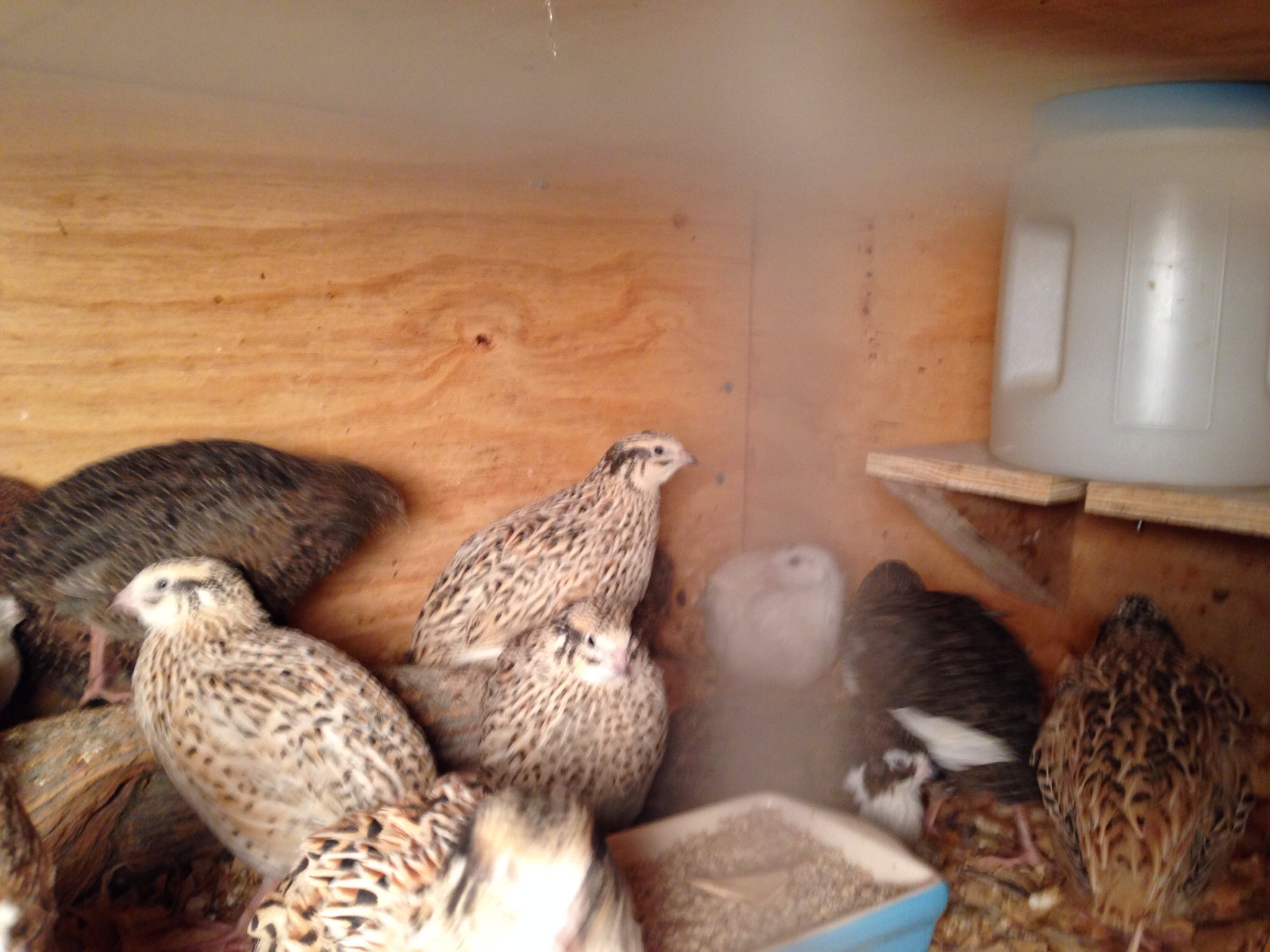 Love how these Coturnix are so easy to care for.