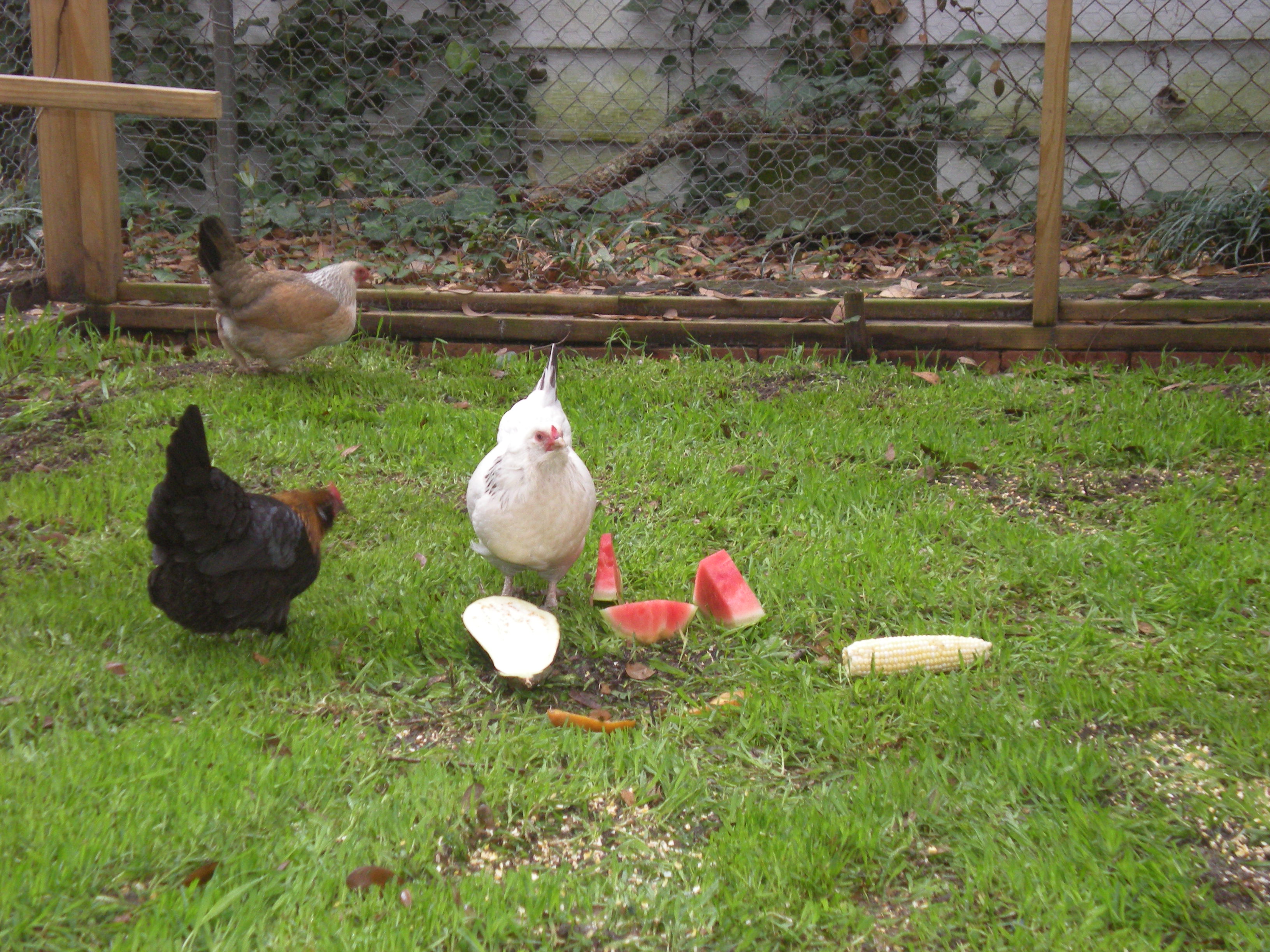 Love my girls! They love watermelon, eggplant, corn on the cob, tomato and acorn squash (I bake that first LOL)