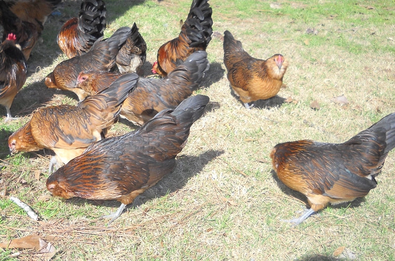 Love my little D'anvers!