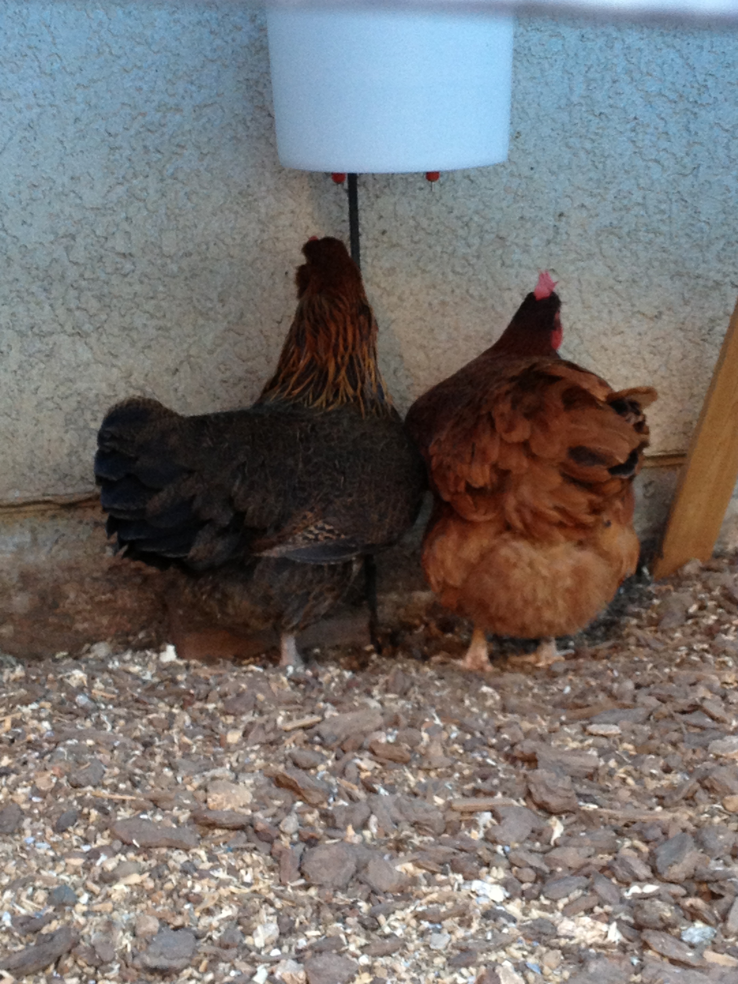 Love my watering bucket for the girls. Easy to make. So happy sparrows poop no longer litter the water.
