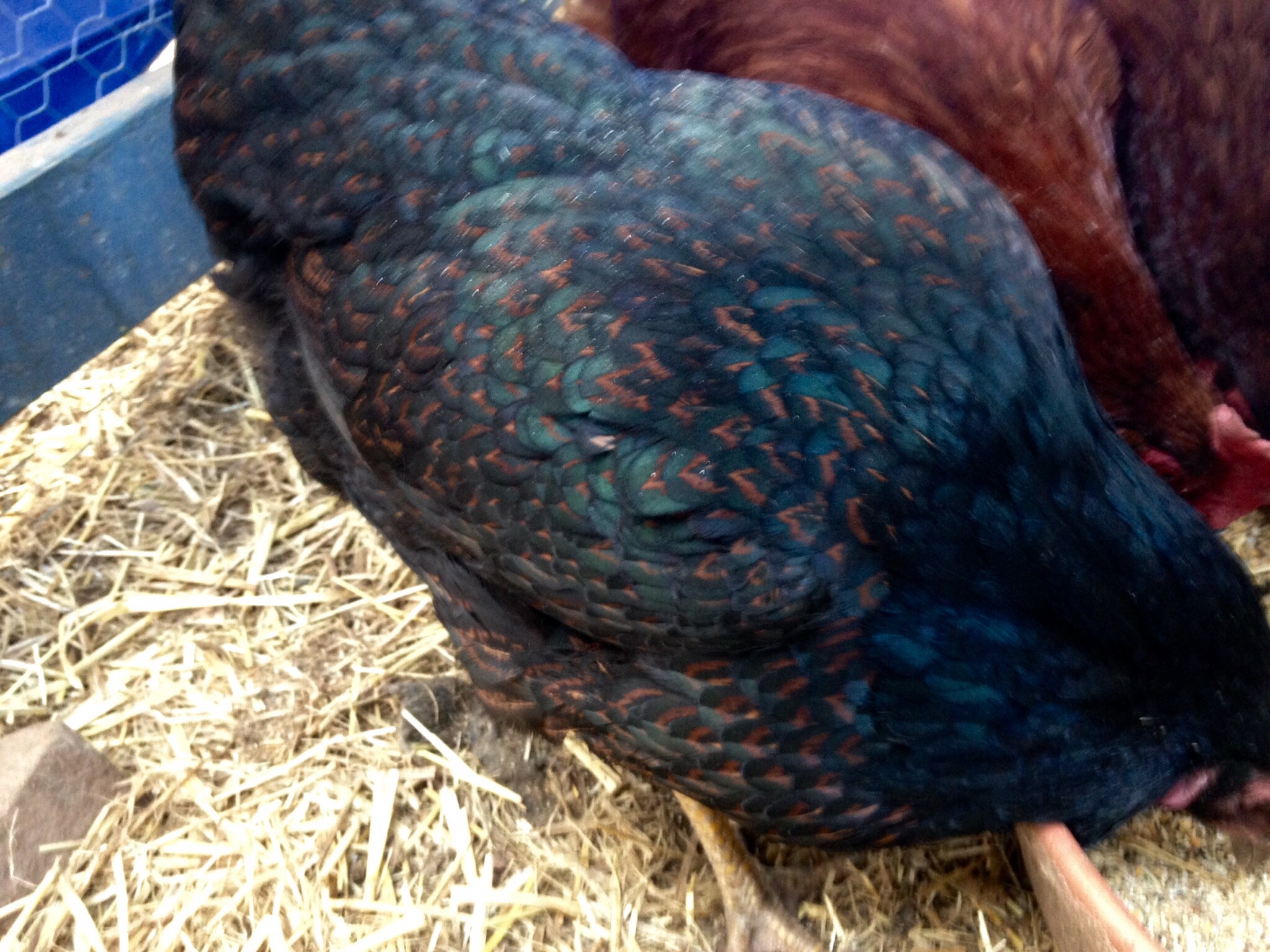 Love the coloring on the Dark Cornish