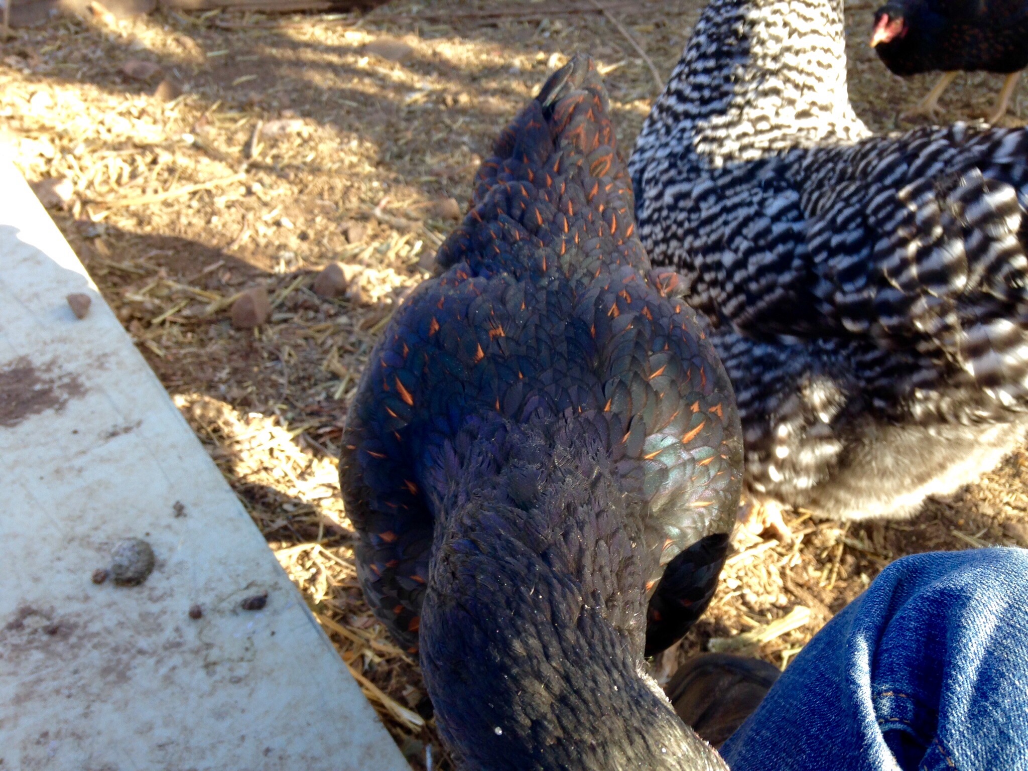 Love the Dark Cornish coloring and feather patterns.