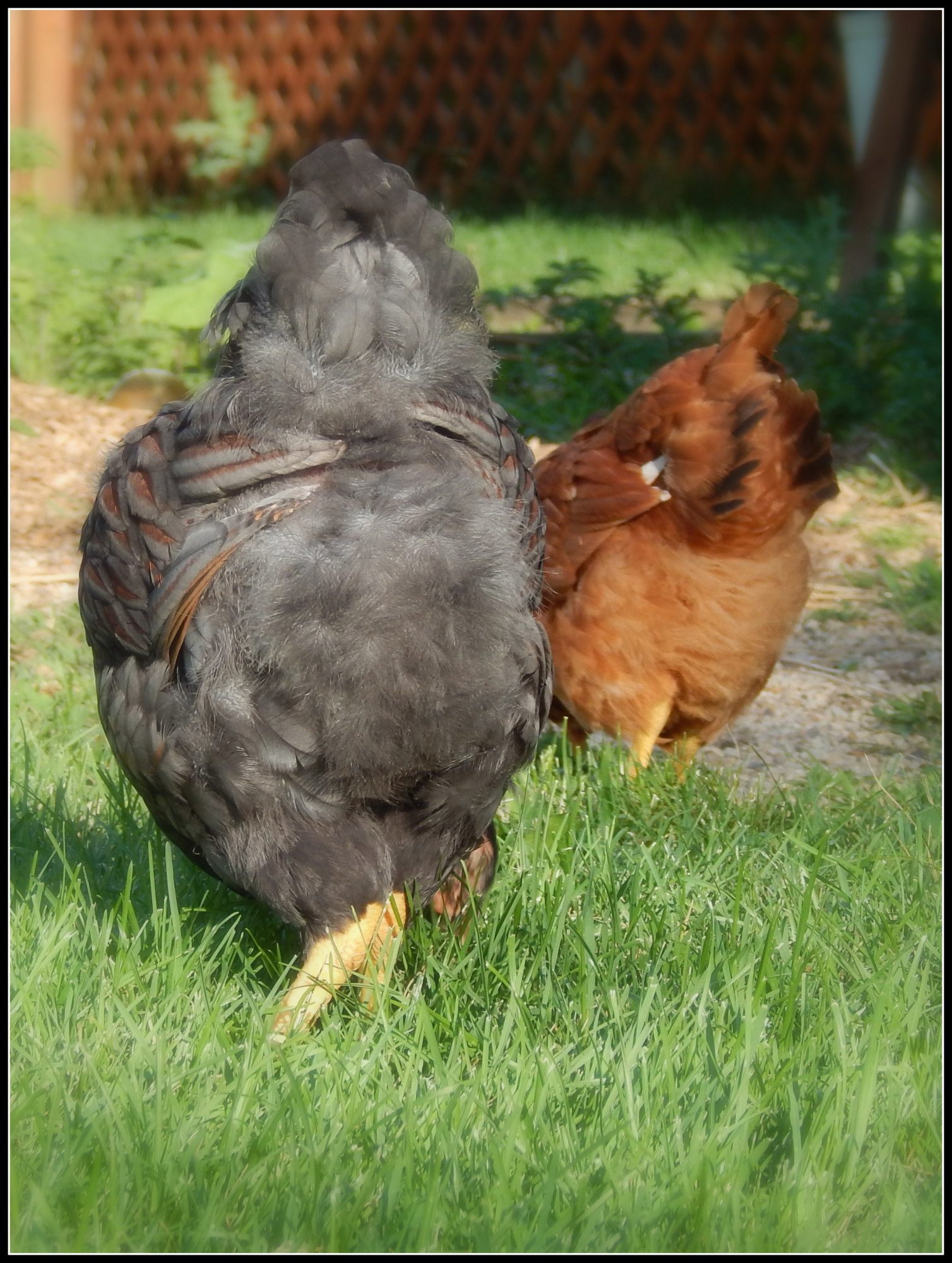 Love the fluffy butts too