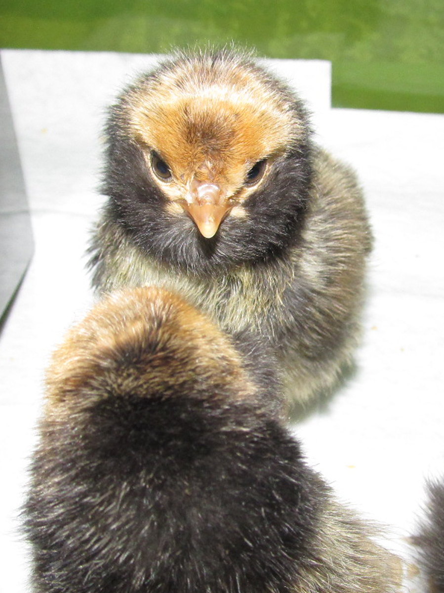 Love the full pirate beard =) Or is it more Amish? All three Brabanters have them; two days old.
