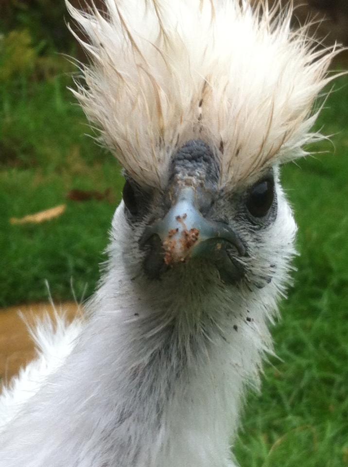 Love this one of Chicka