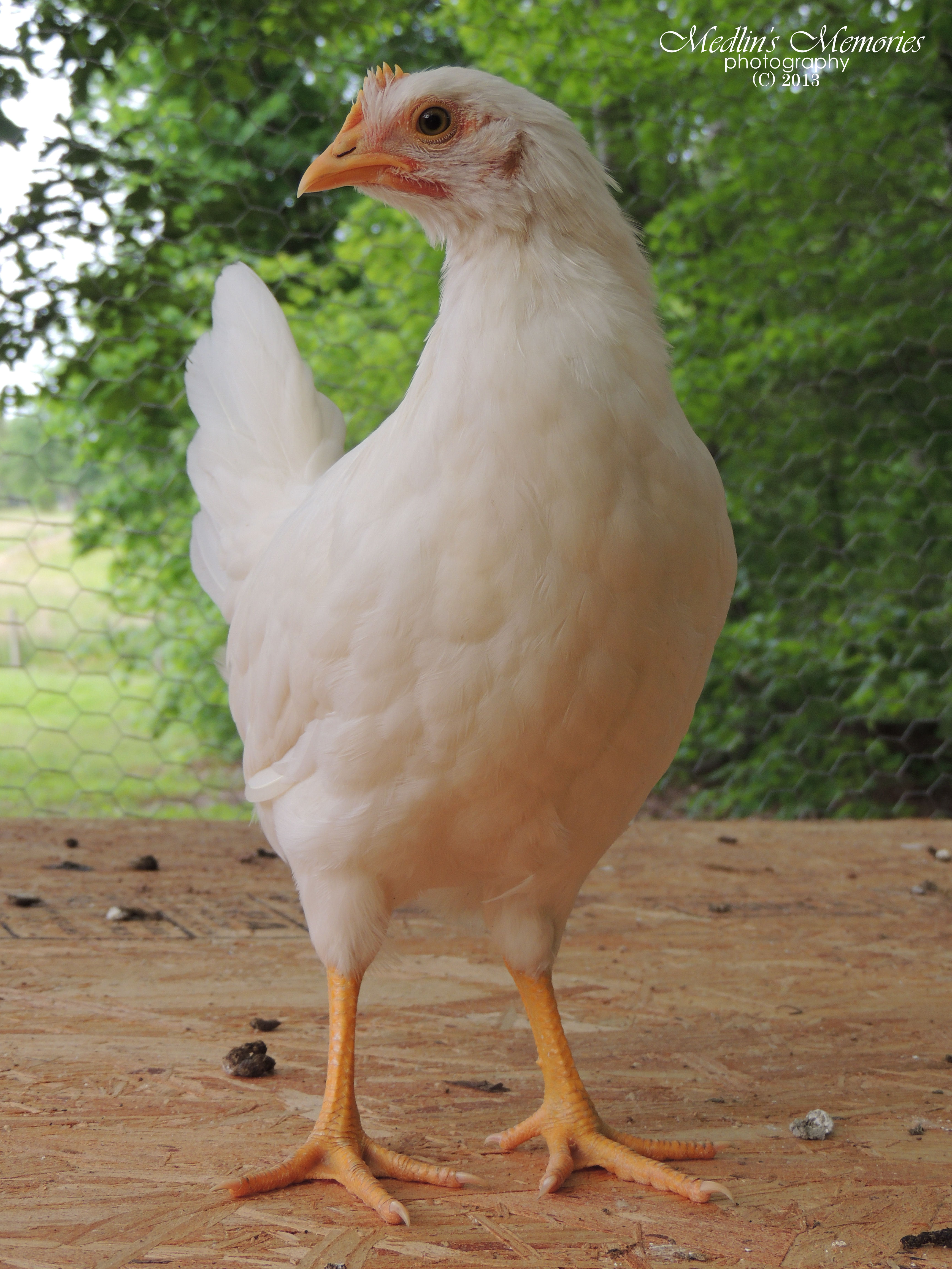 LOVE this one.... posing!