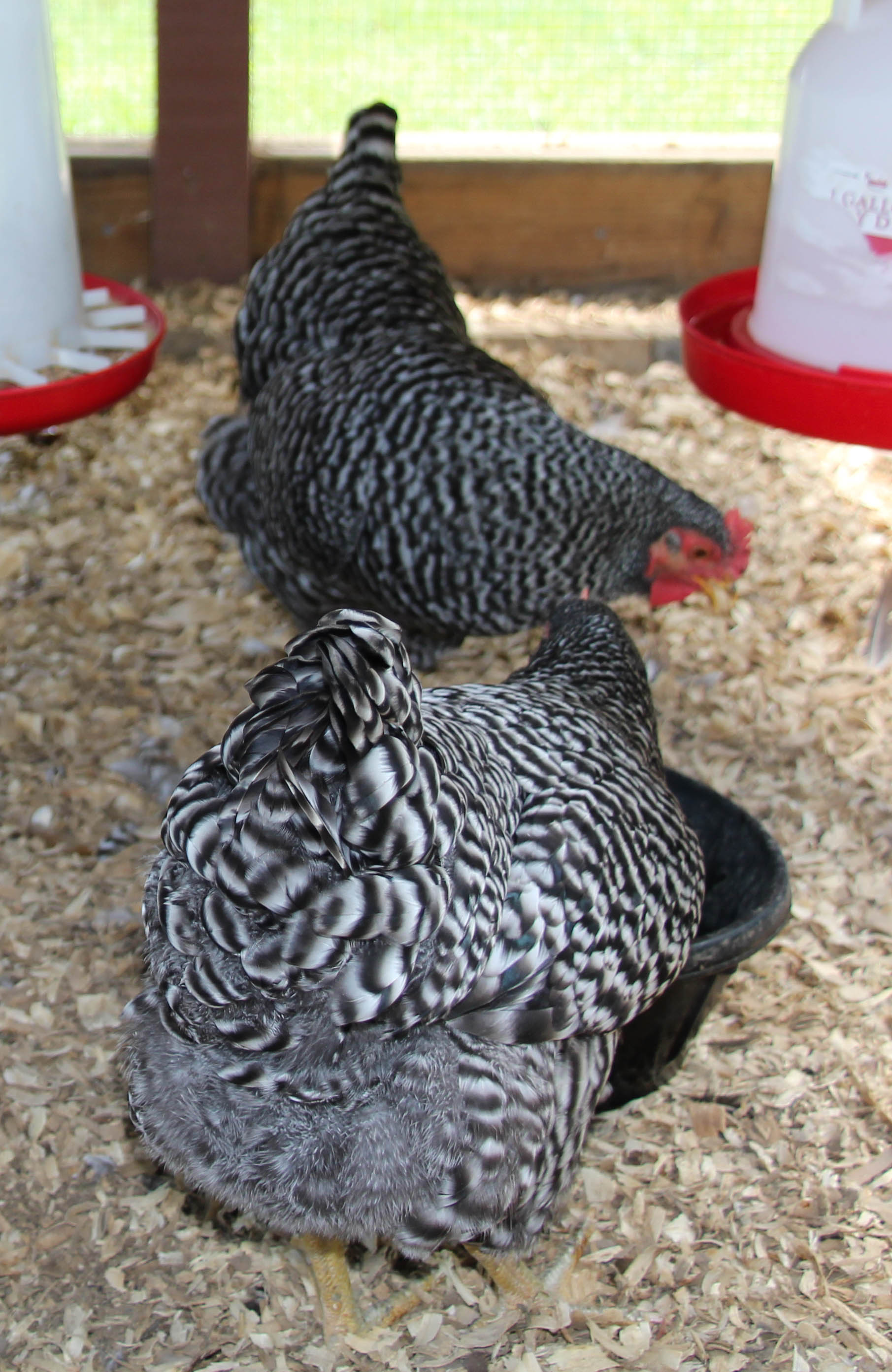 love those fluffy butts!