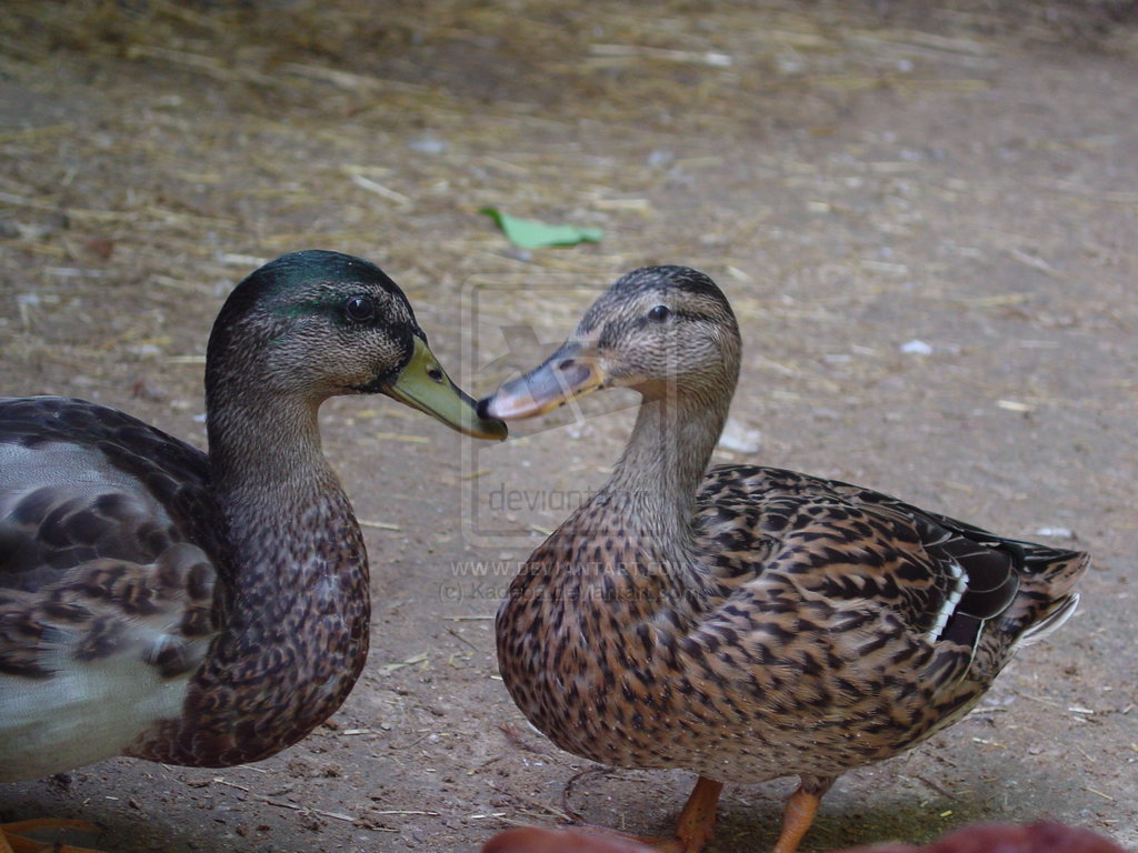 love you. (this is actually my picture.)