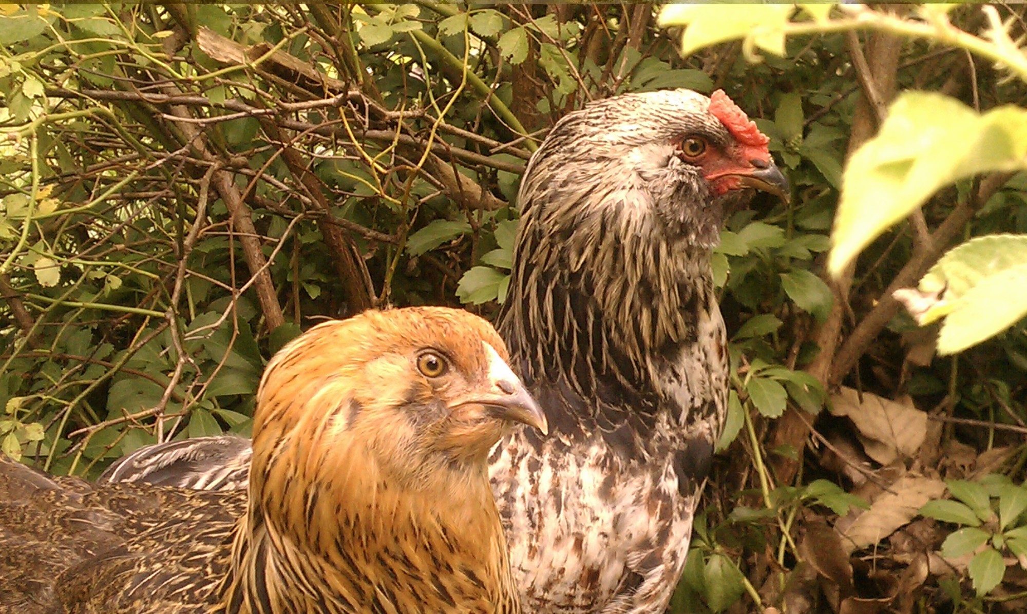 lovebirds.jpg