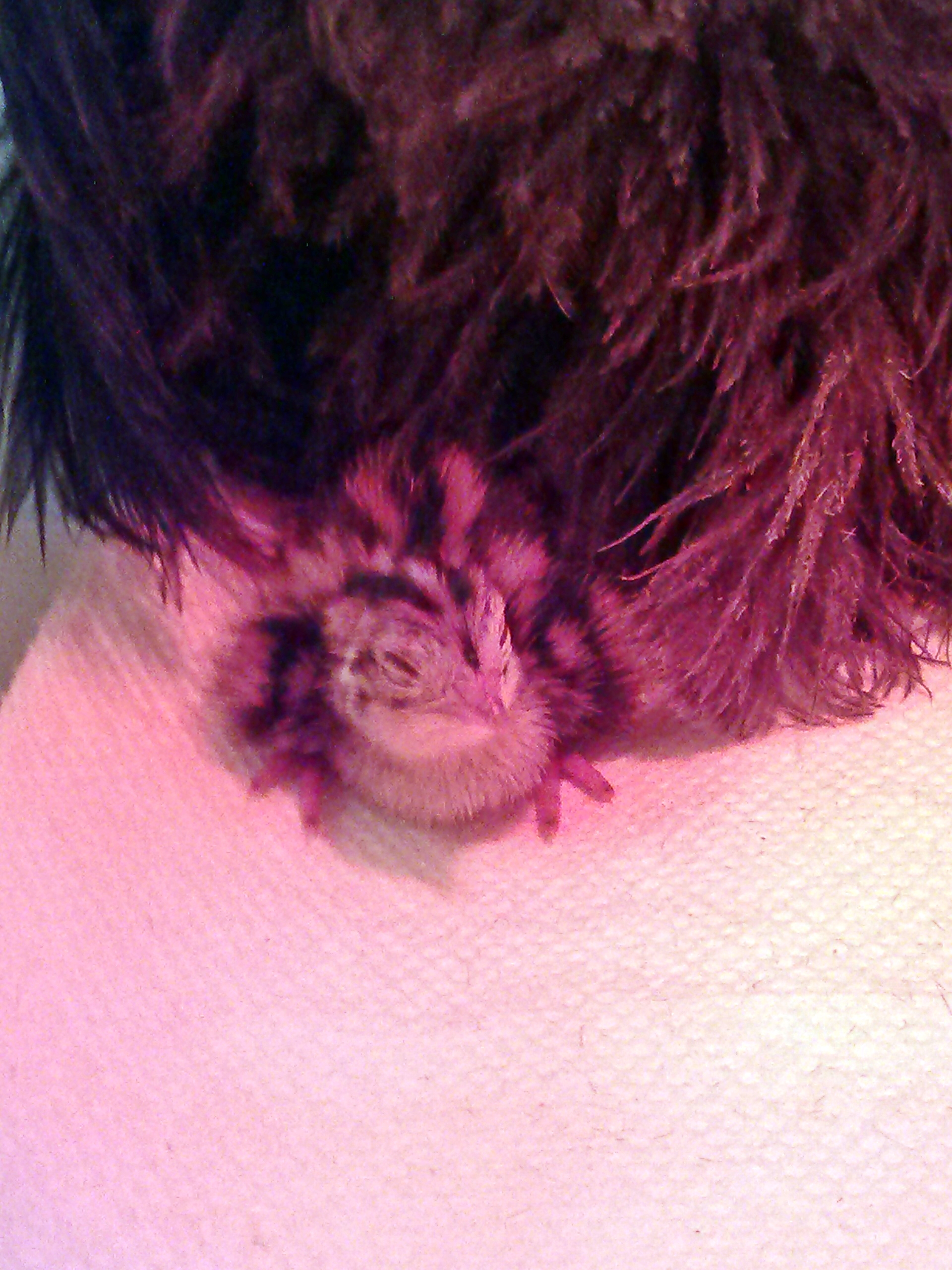 Loved snuggling into feather duster
