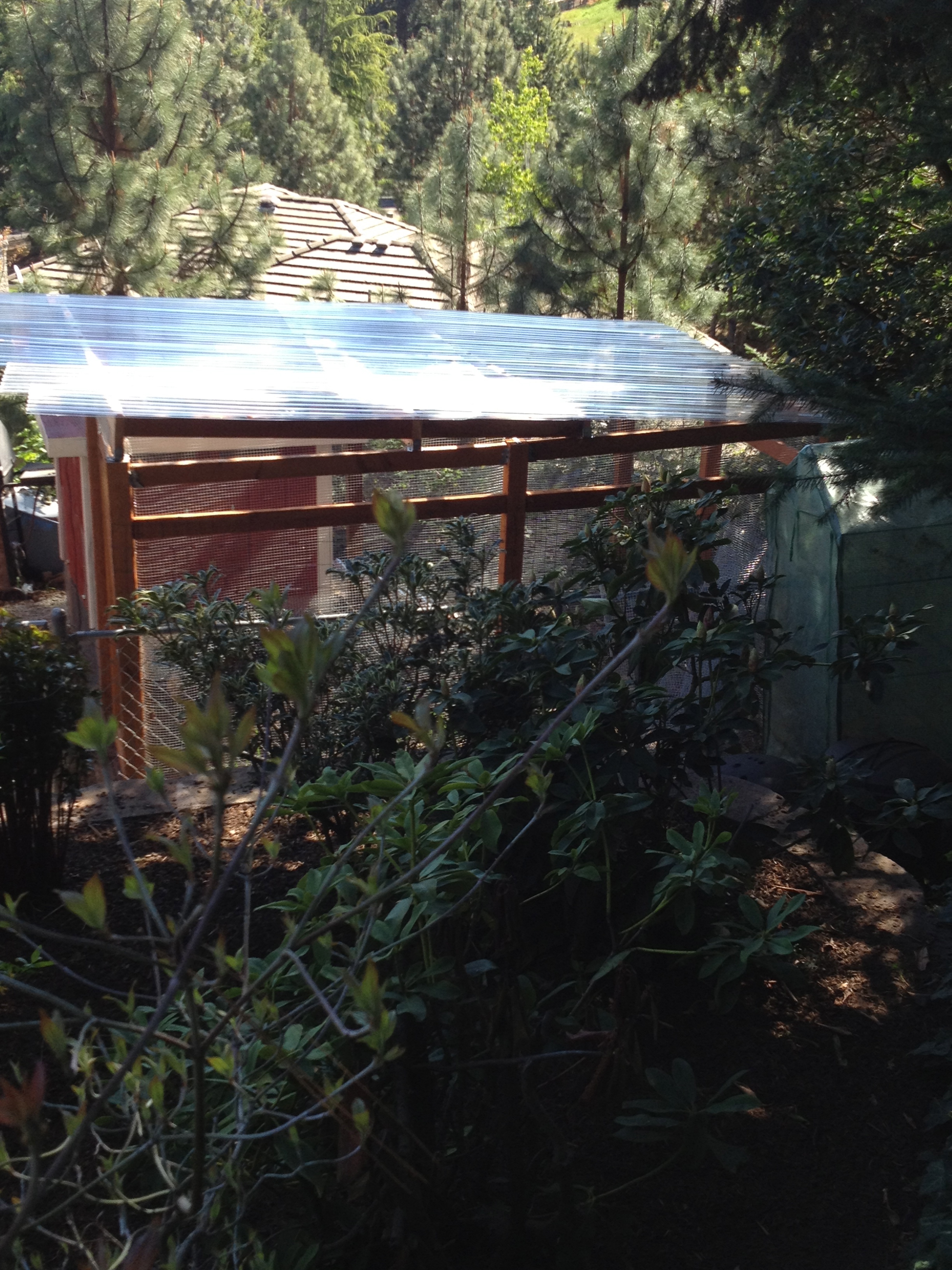 Lovely Chicken Coop/run. Tucked away in the woods. Safe and secure. Thanks to my sweetie and my son. AND thanks to BYC community for ideas and advice!