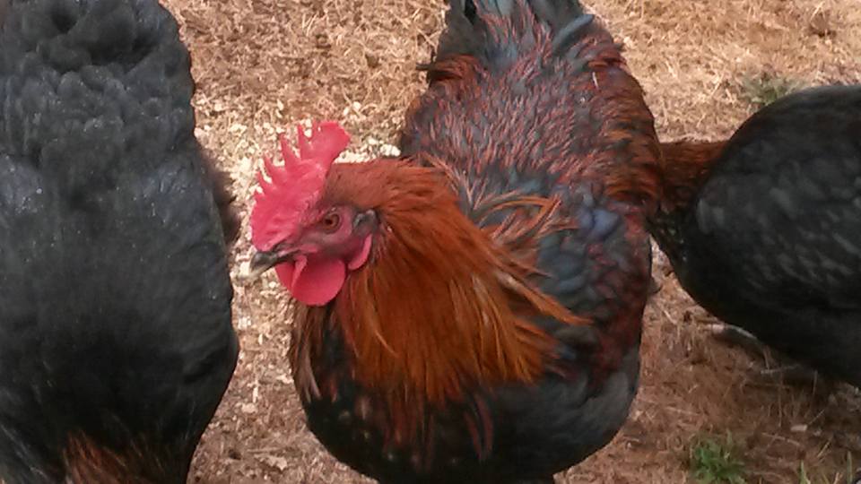 Lovely Davis X LP cockerel 5.5 months of age in the middle of a molt