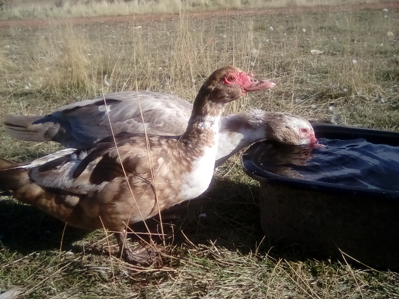 Lovely ducks
