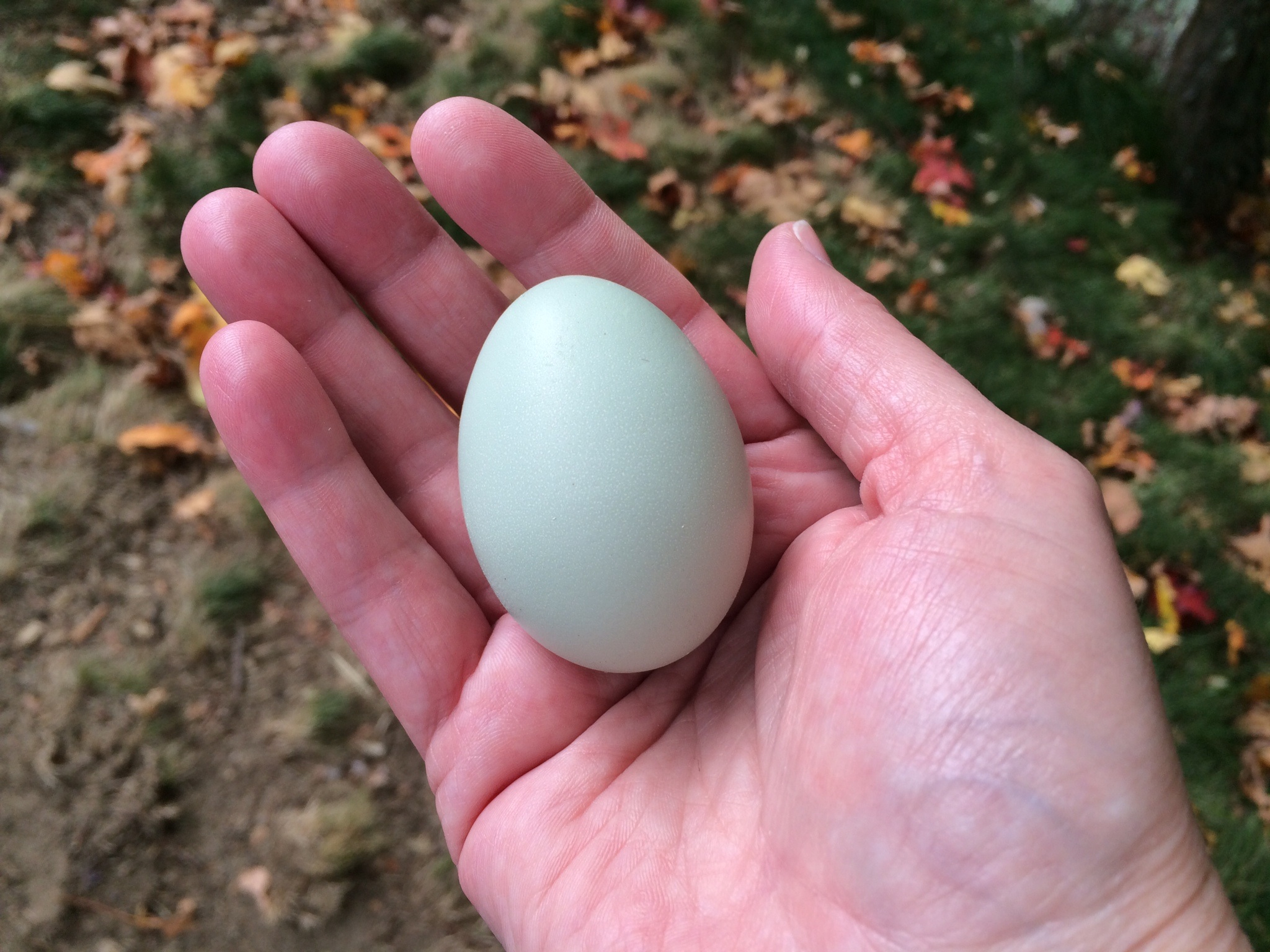 Lovely EE egg from Feather