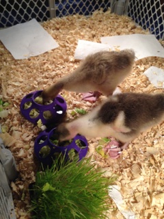 Lovely lettuce eating