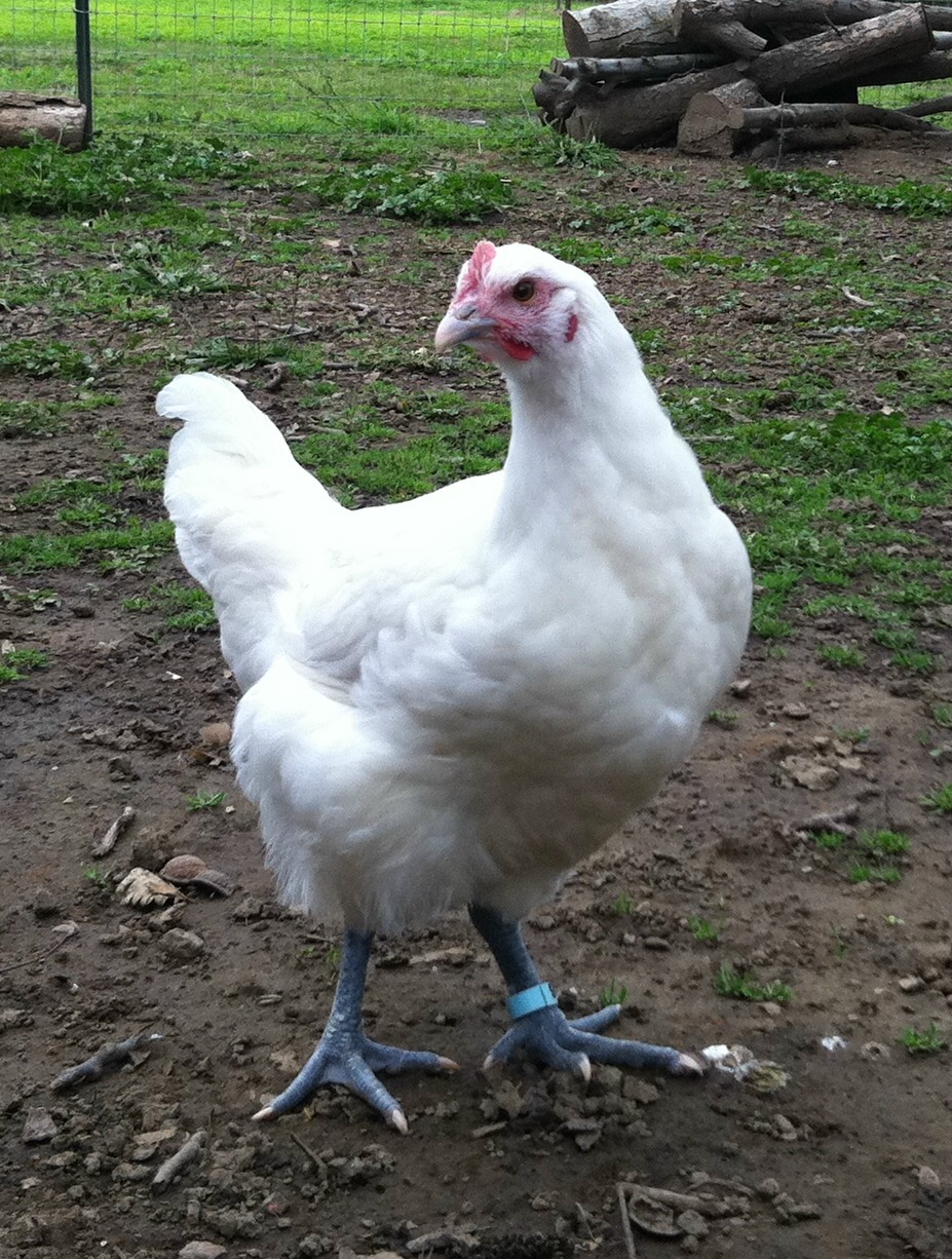 Lovely little pullet.