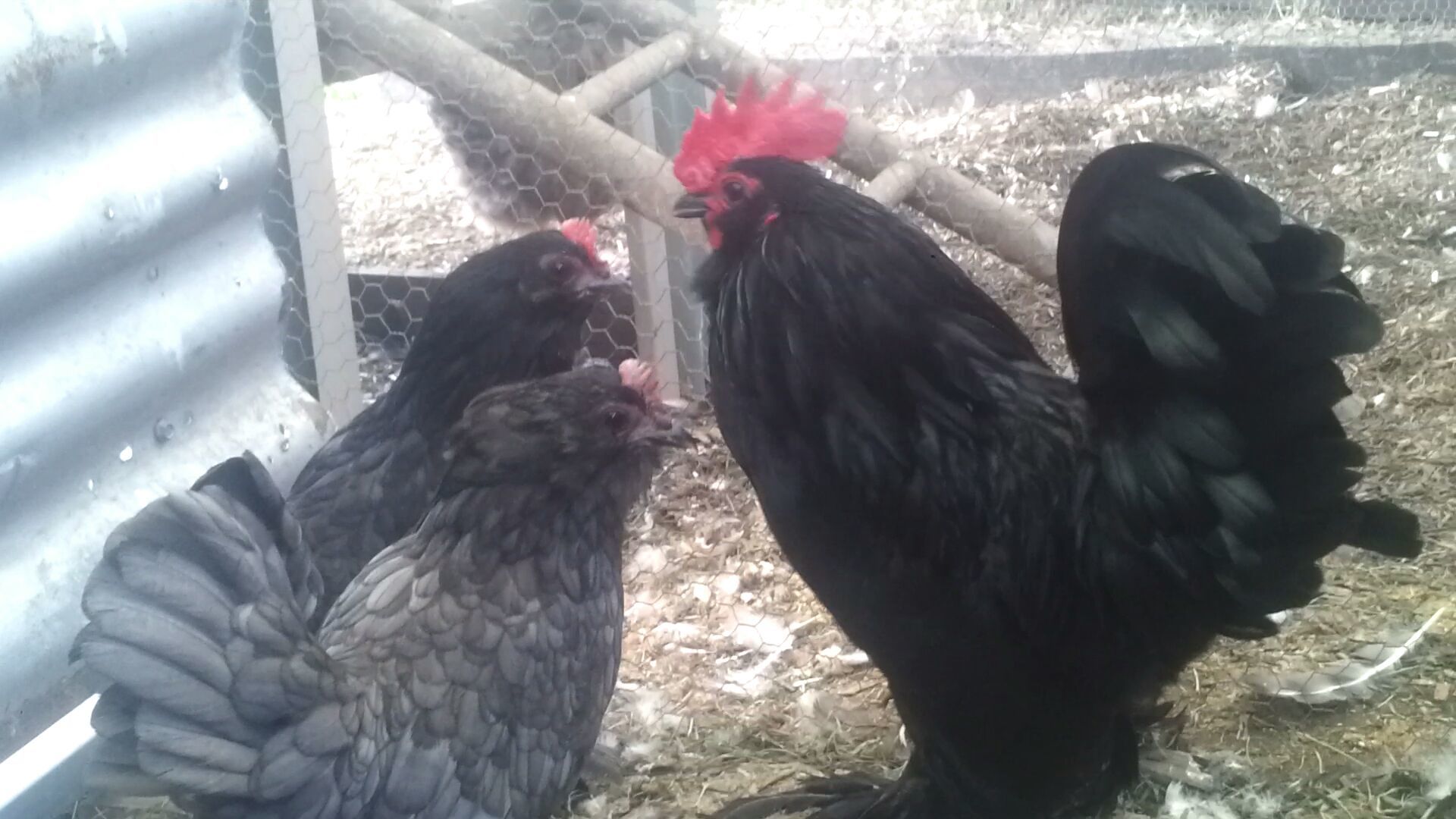 Lovely 'Little Roo'. Look out for him in the Nowra Poultry Show!!!