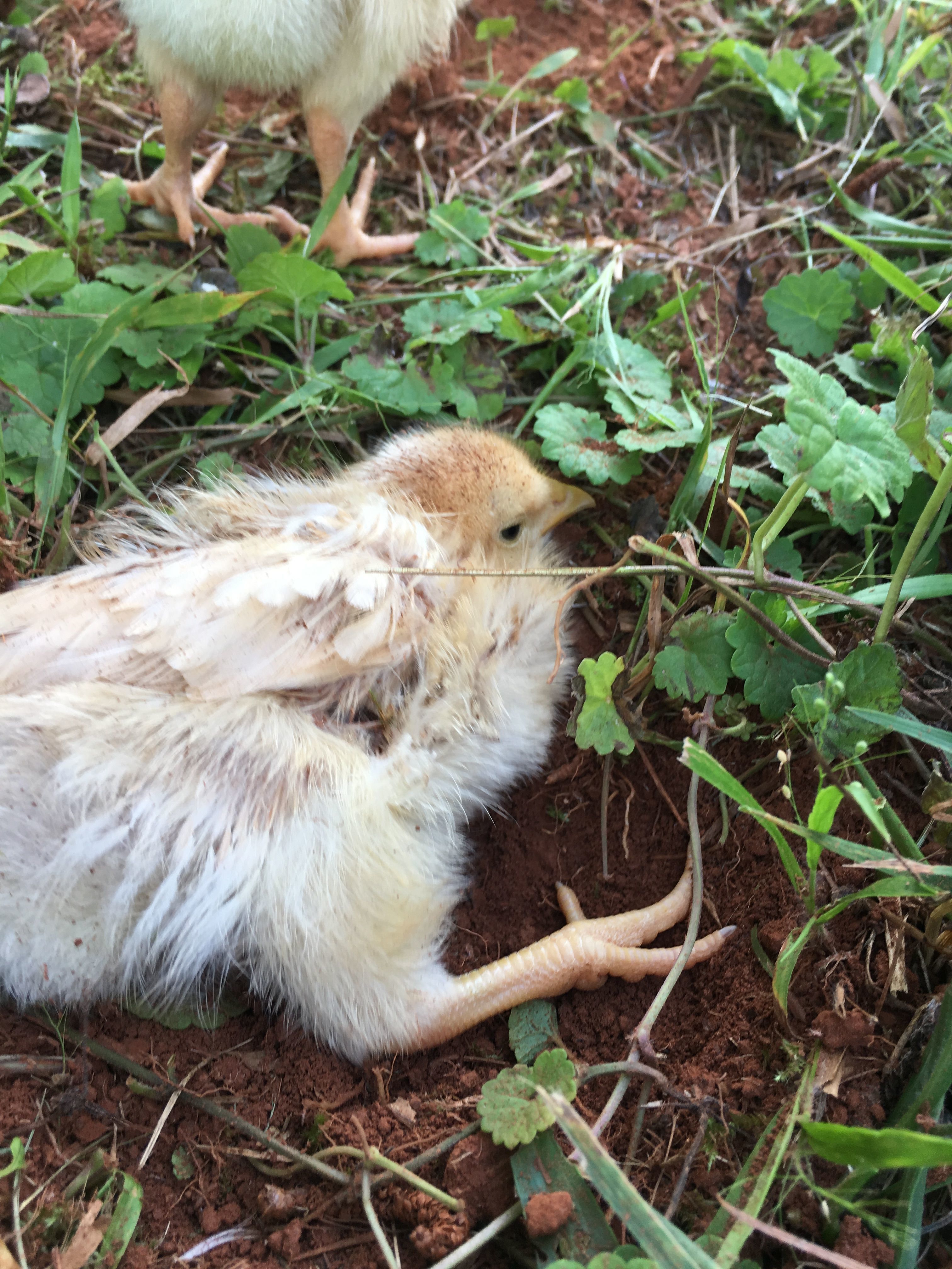 Loves a bath outside!