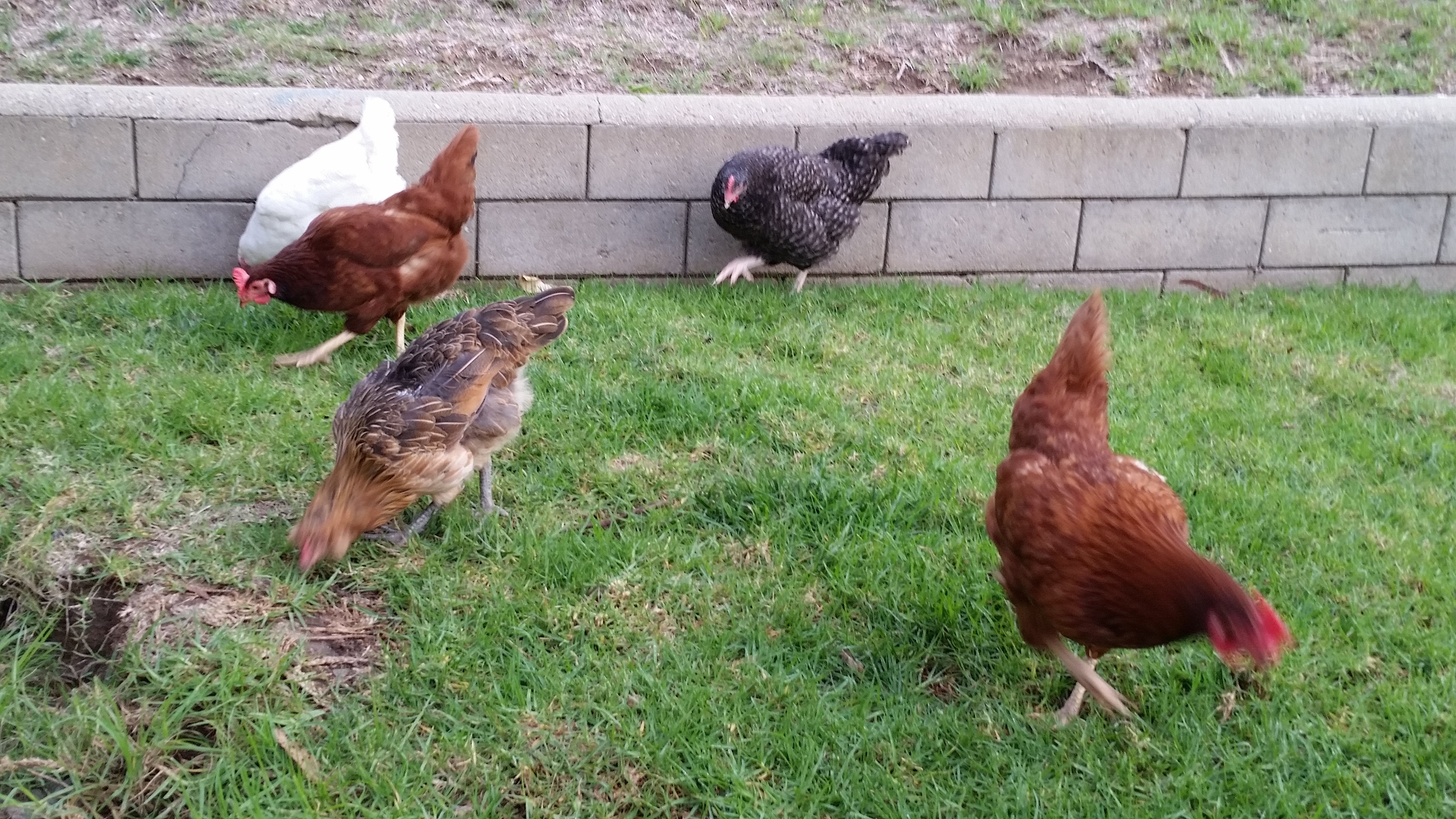 Lovey, Dolly, Pepper, Speckels and Rosa.