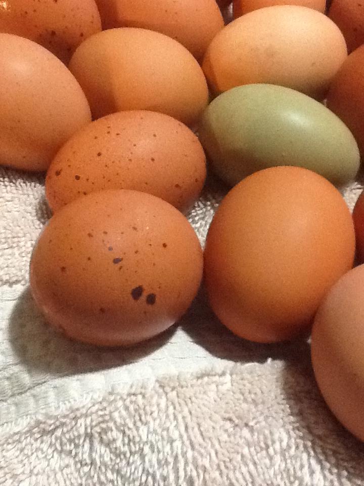 Lovey large eggs and even the brown ones are decorated...
