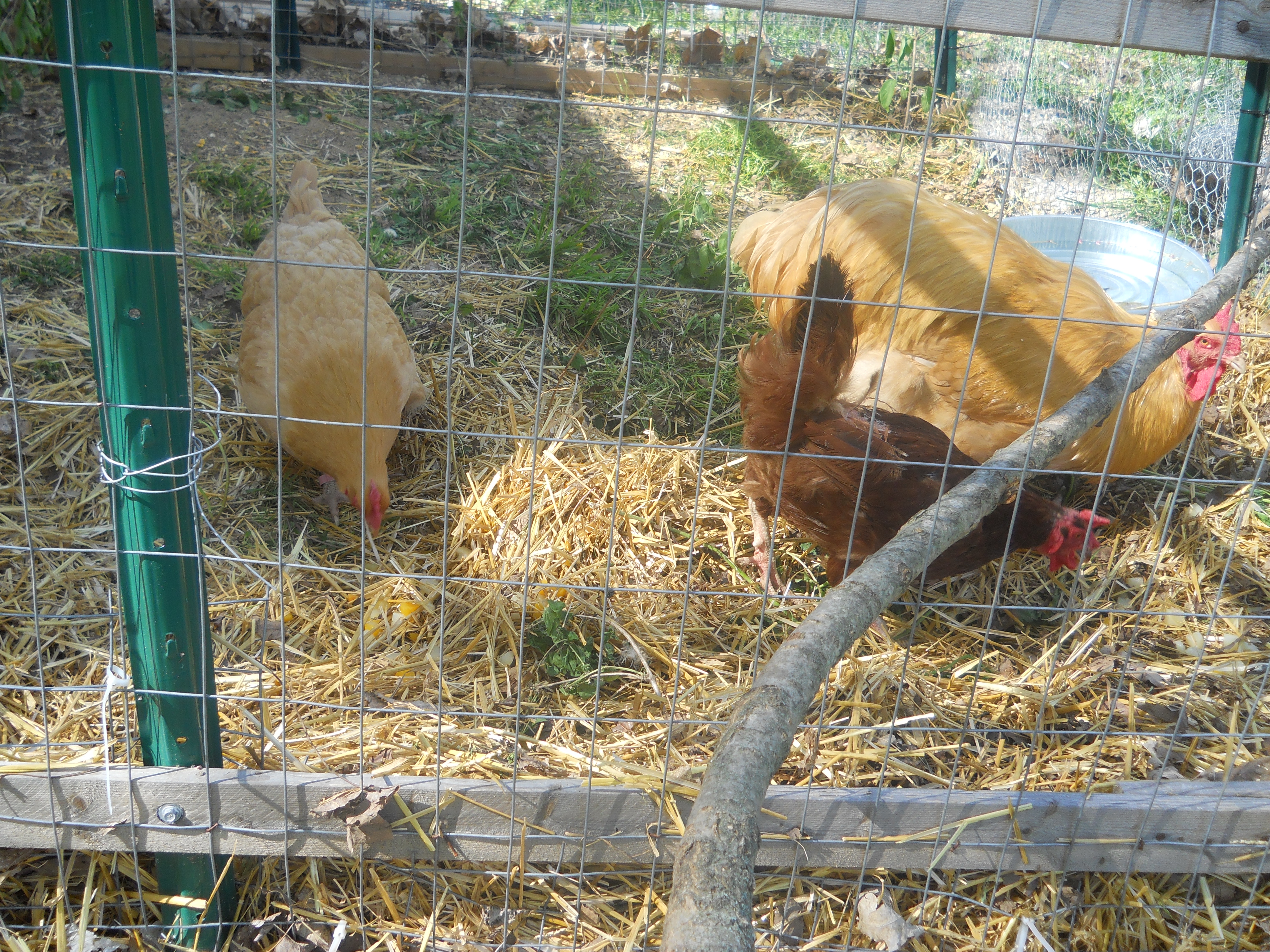 lovin fresh straw