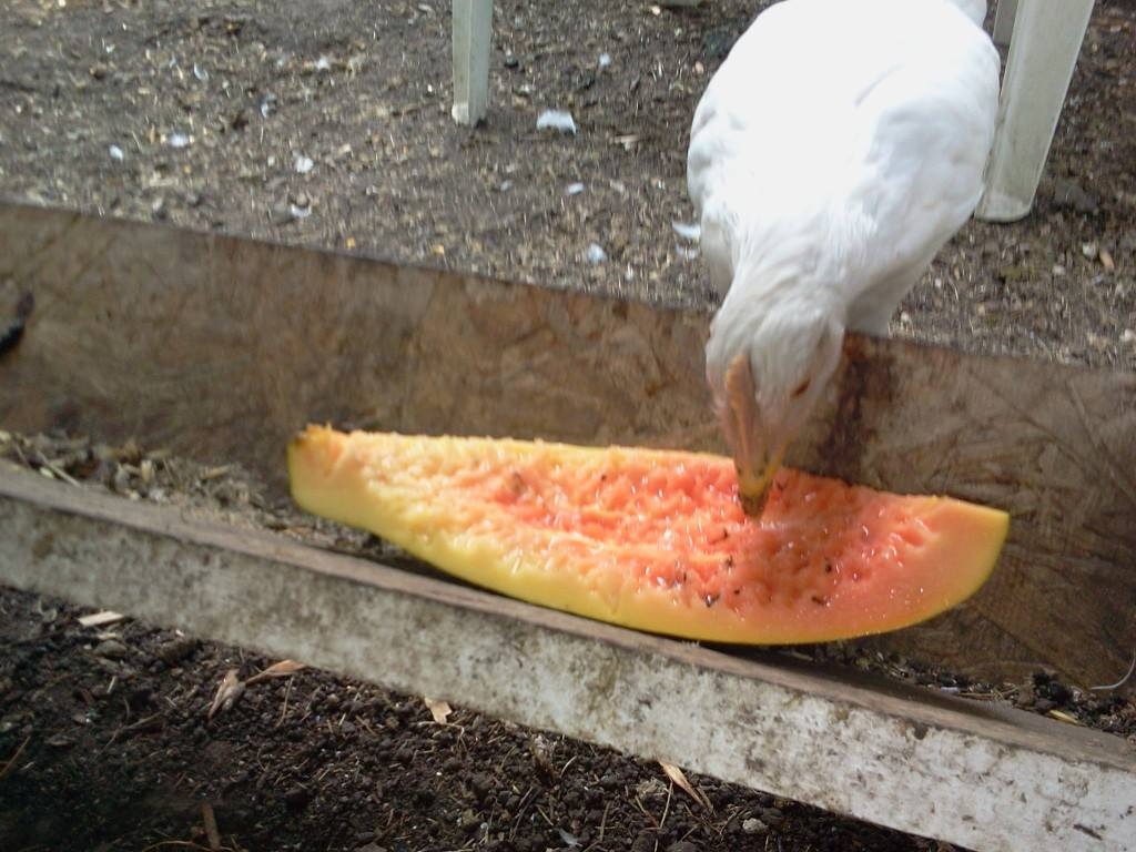 lovin some papaya at the snack bar!