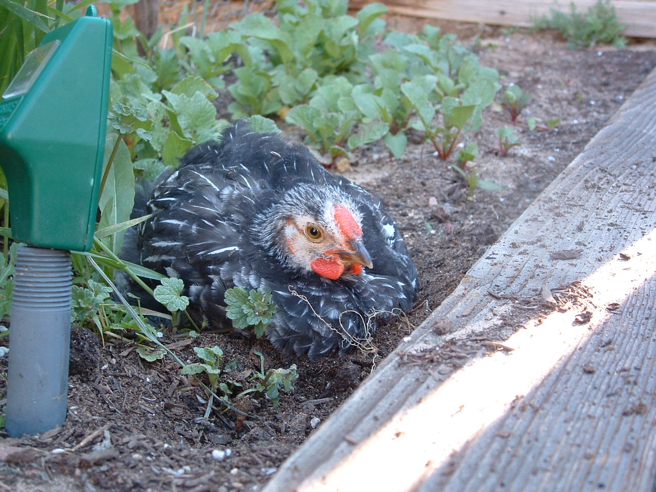 Loving the garden