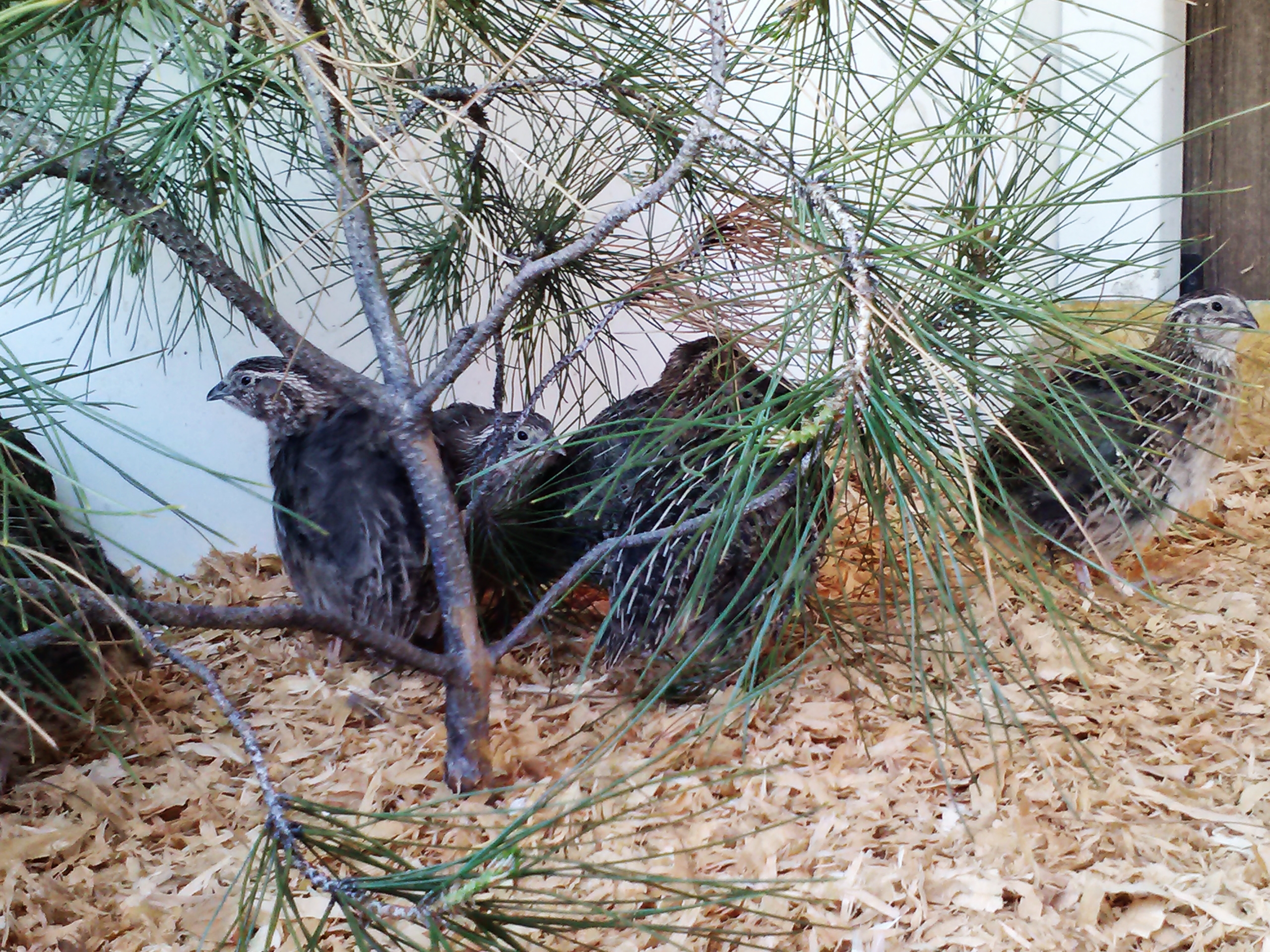 loving the pine tree branch