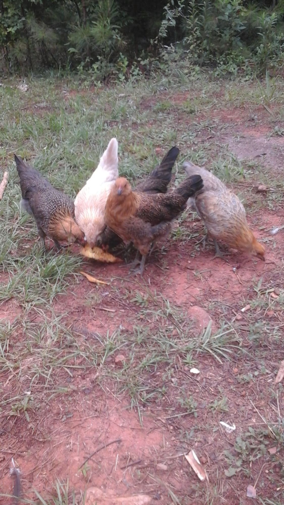 Loving their cantaloupe