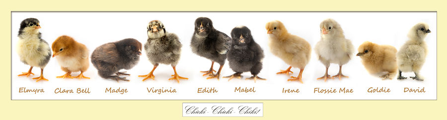 Loving this experience! I have two Barred Plymouth Rocks, one Black Austrolorp, one Buff Orpington, one Silver Laced Wyandotte, one Rhode Island Red, one Americauna, two Silkies and one pullet from the rainbow bin (breed to be determined!)