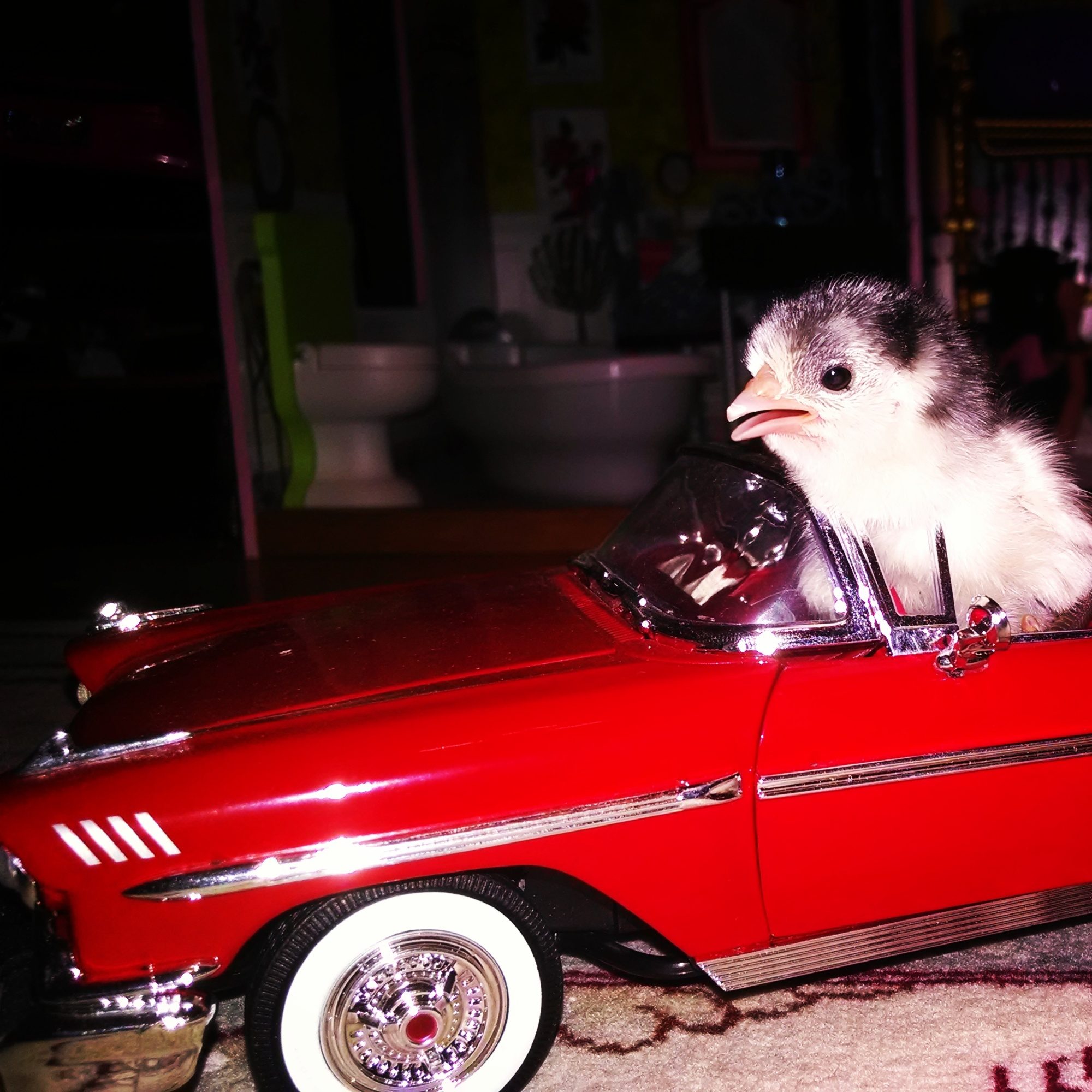 Low Rider Chick