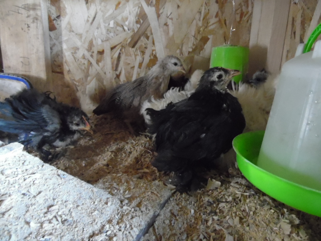 Lower Layer has the feeder and water