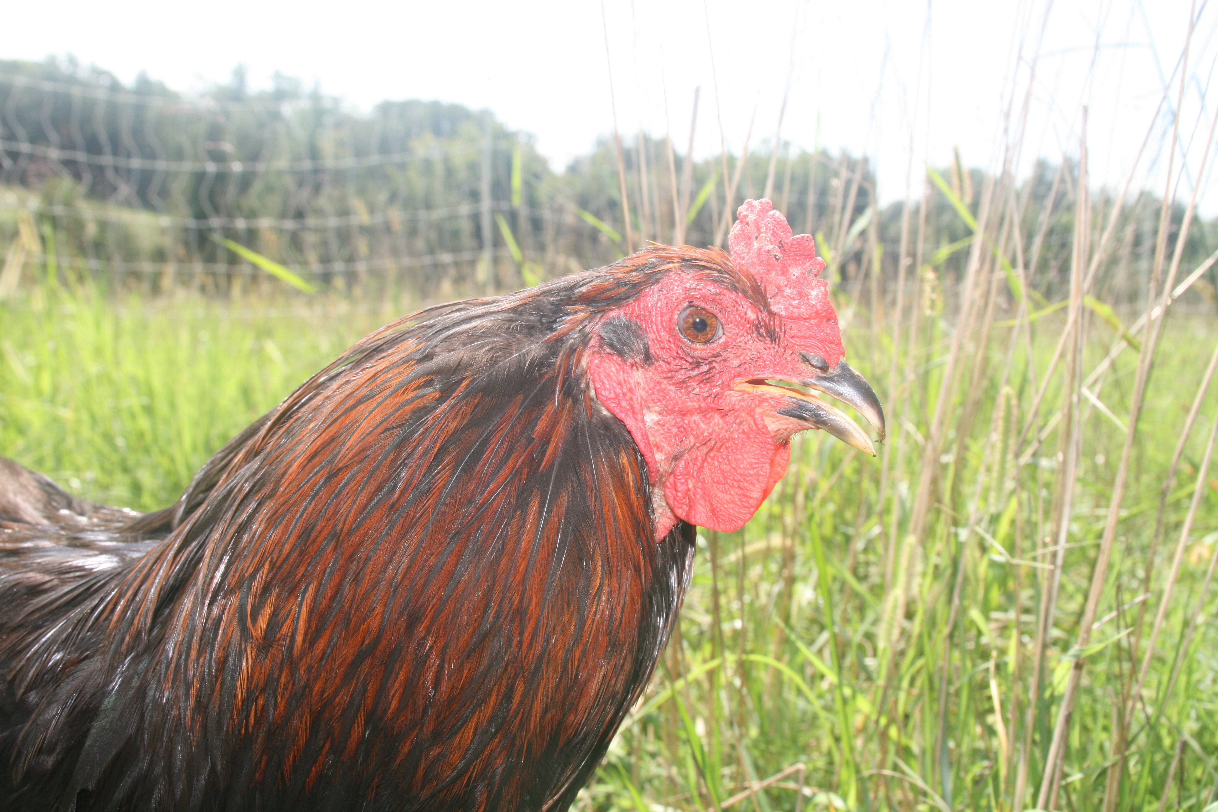 Lower rooster Joshua