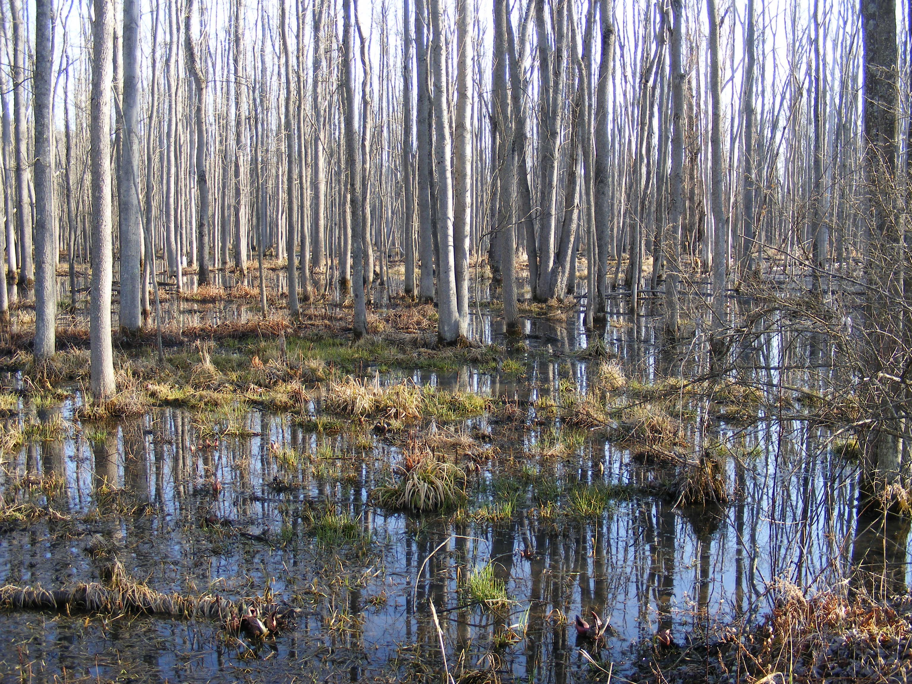 Lower wetlands