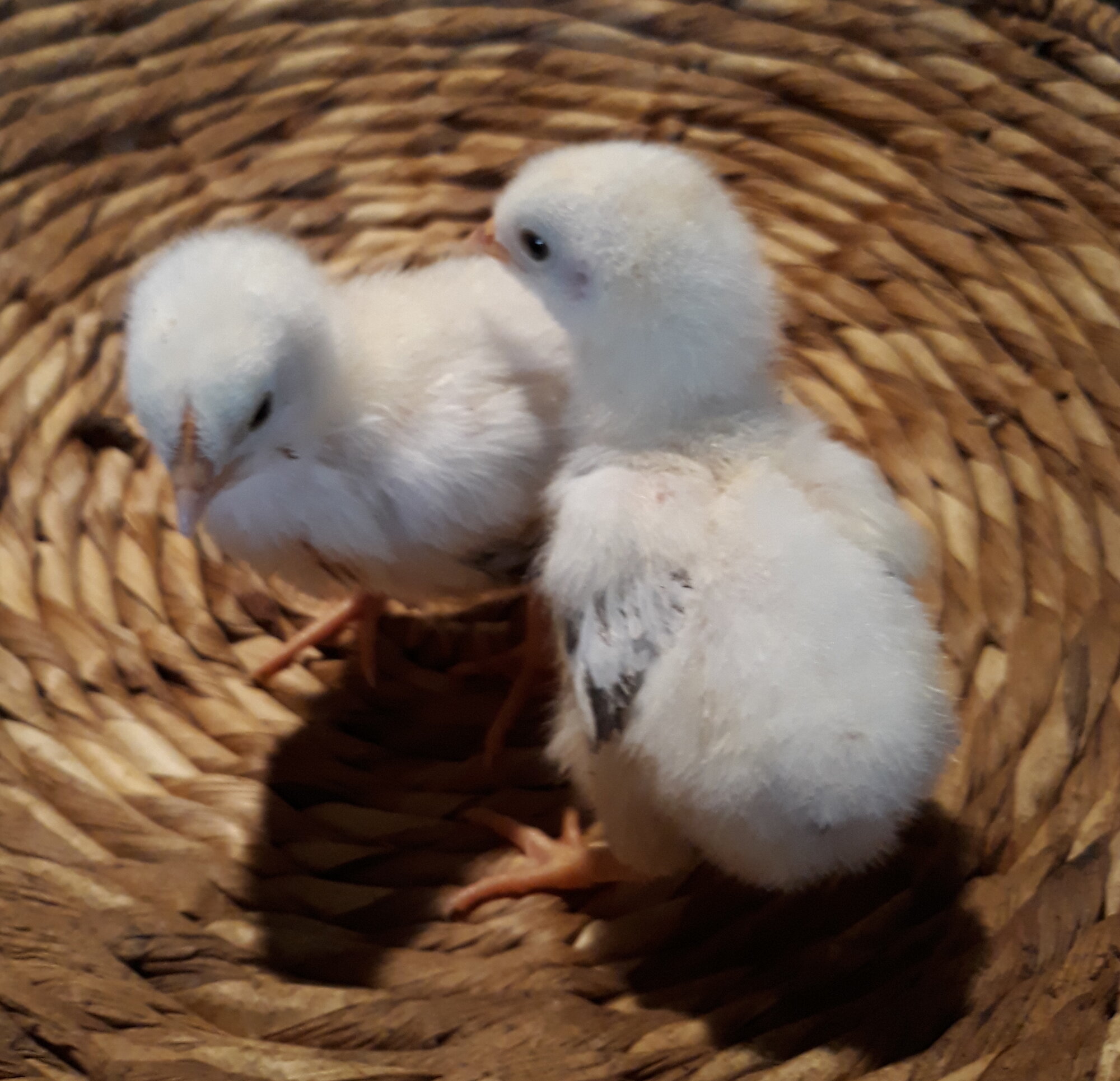 LS chicks october 2020.jpg