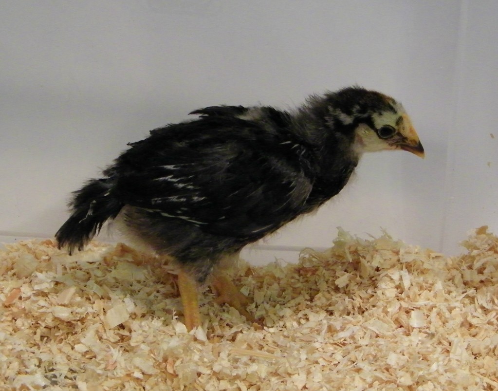 Lt Silver Laced Wyandotte @ 3 wks