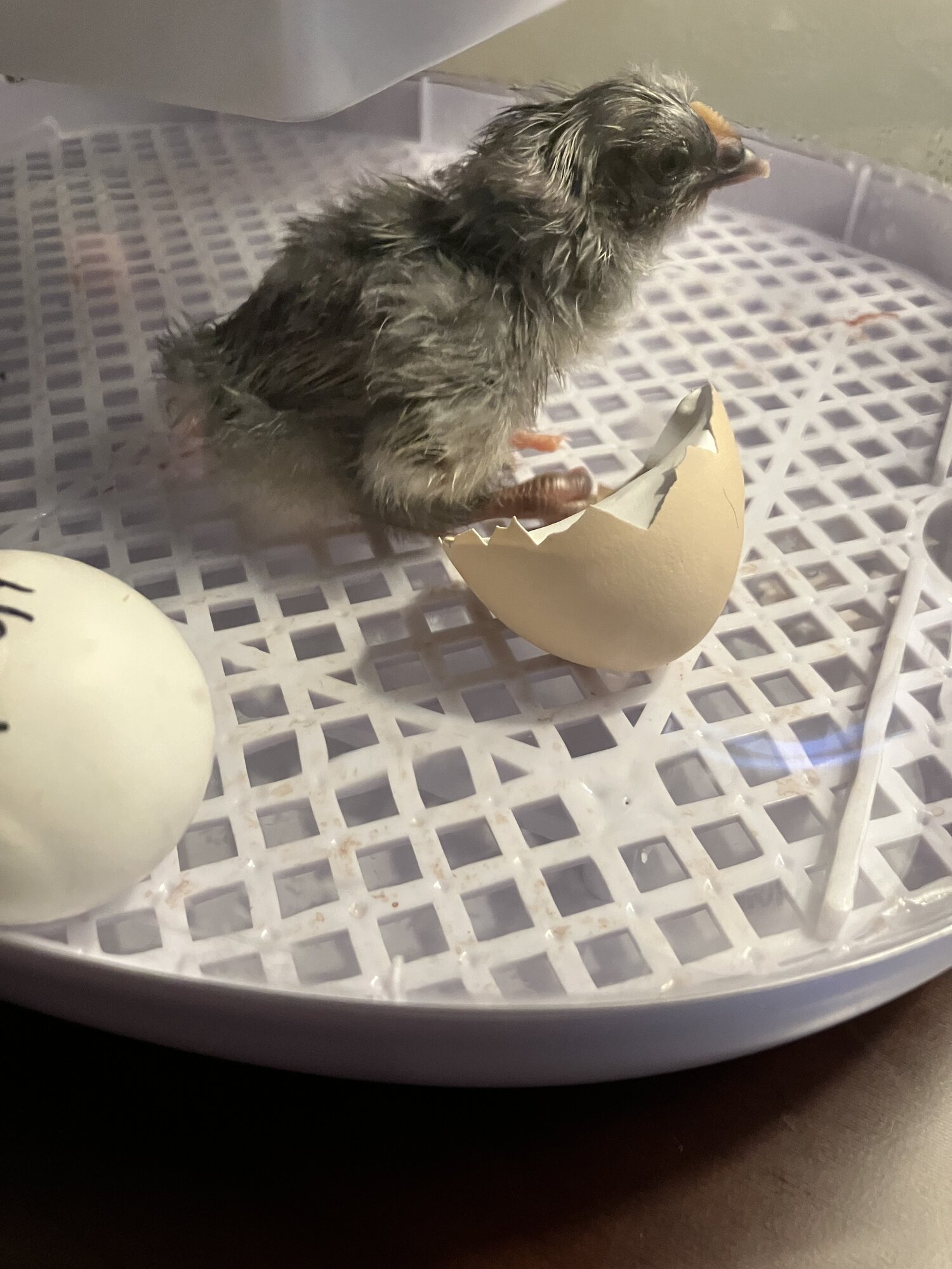 Luca’s birth day August 3rd