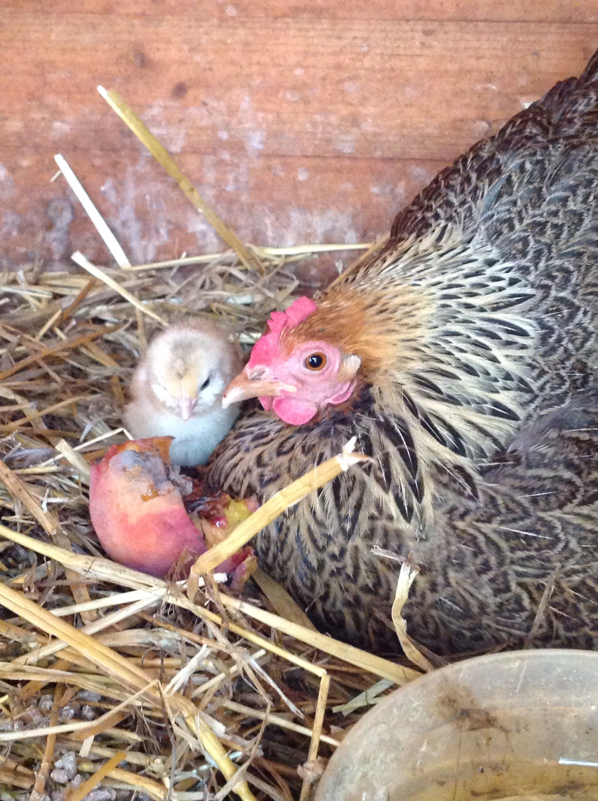 Lucie the chicken and new chick Peachy!