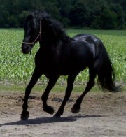 Lucifer, My Friesian