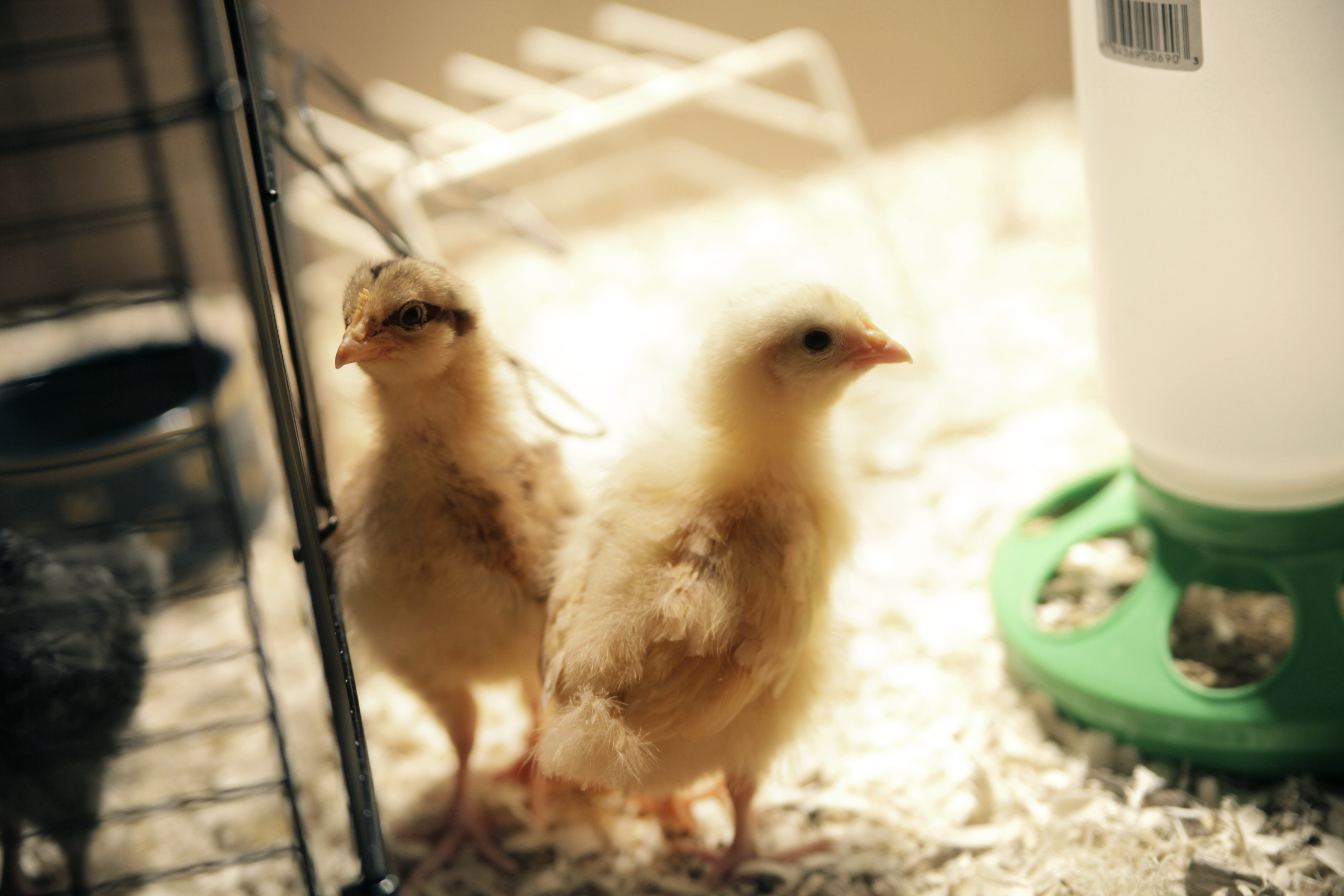 Lucille and Lindsey as babies