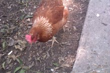 Lucinda is named after Lucinda Williams. She's a golden sex link and is about 1 year old.