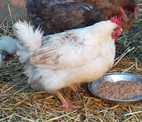 "Lucky" a rescued hen, White Wyandotte (?). Not exactly sure of her history. poor thing is almost bald on her back and tummy